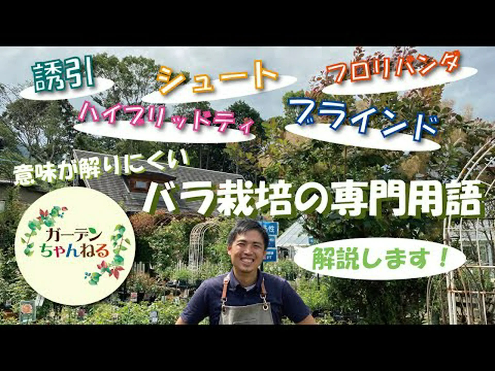 ハイブリッドヘレニア ハイブリッドヘレニア