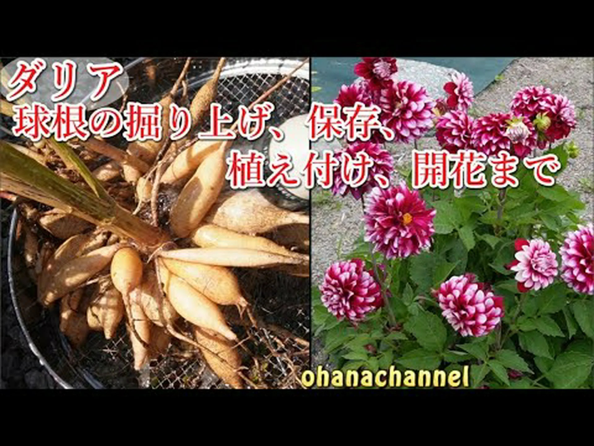 レッドラベルのダリア レッドラベルのダリア