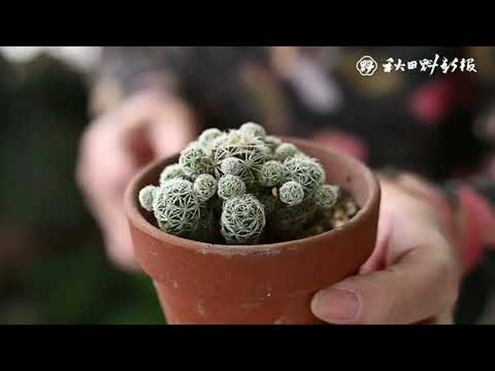 育てやすいサボテン10選 育てやすいサボテン10選