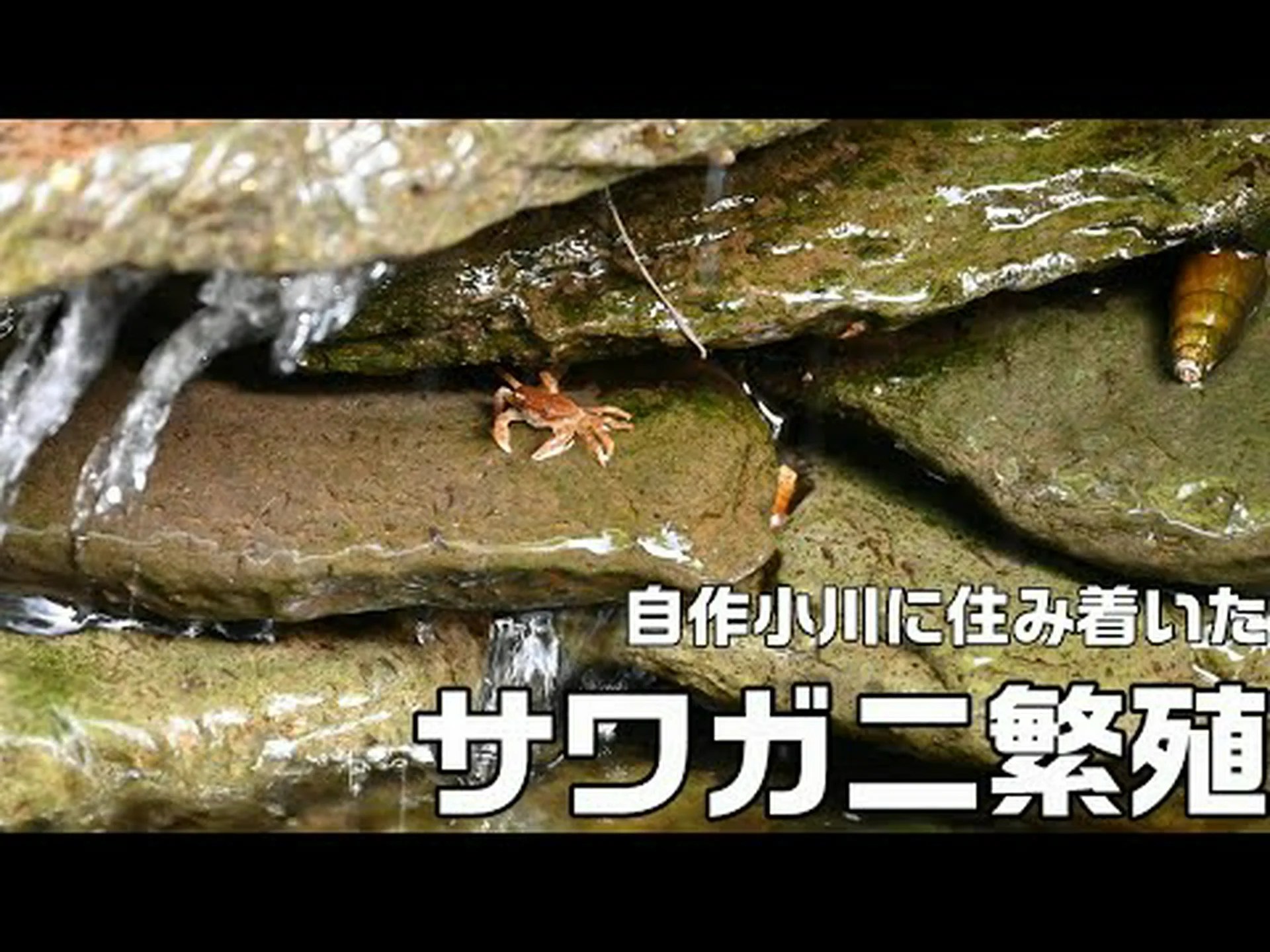ポリエステル樹脂で庭の池を作る ポリエステル樹脂で庭の池を作る