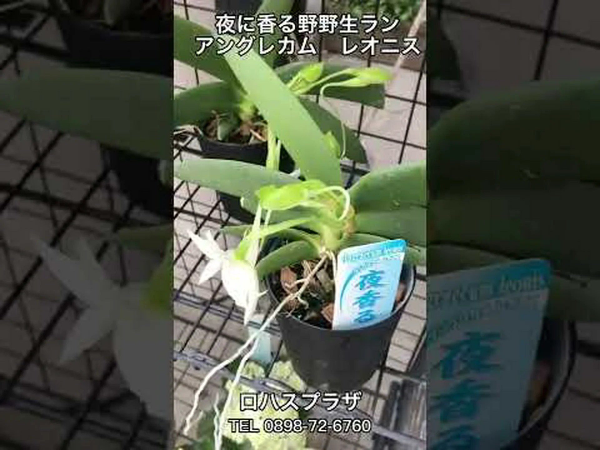 マダガスカルの蘭 マダガスカルの蘭