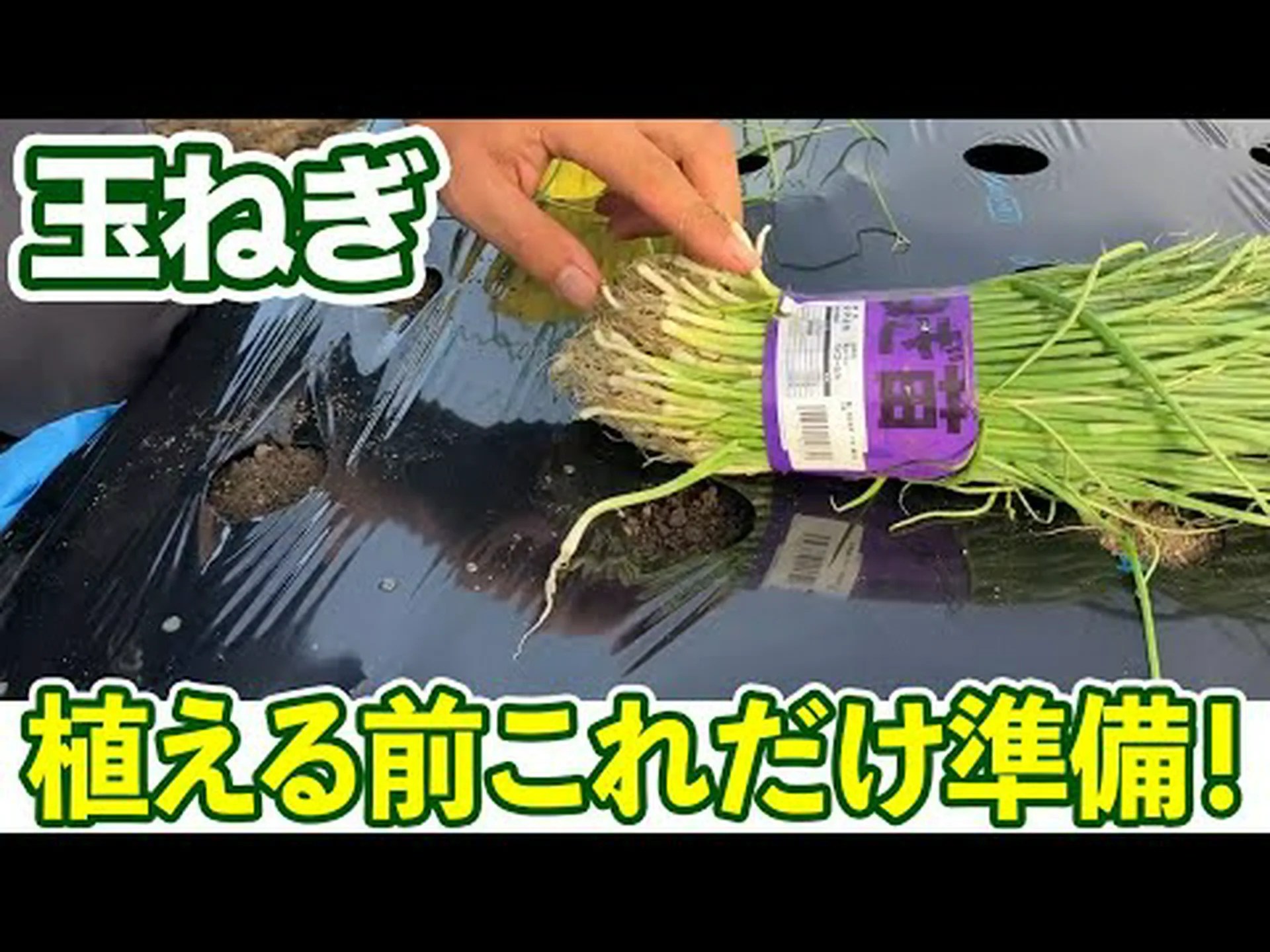 ロカンボレ玉ねぎ、カタウィッサ玉ねぎ ロカンボレ玉ねぎ、カタウィッサ玉ねぎ