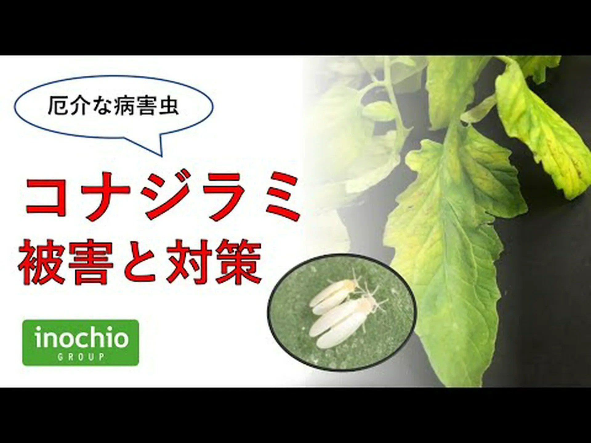 コナジラミに対する緑色の虫 コナジラミに対する緑色の虫