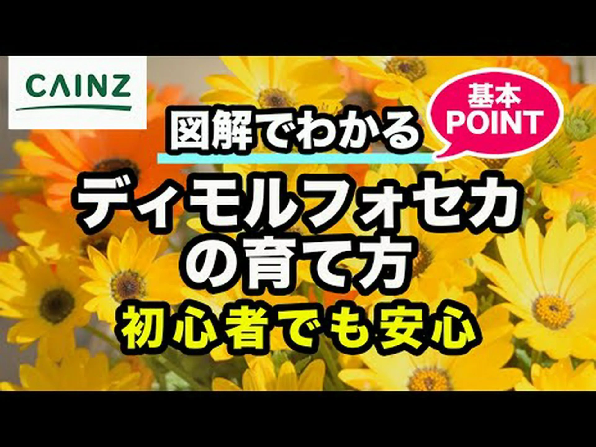 ケープデイジー、レインマリーゴールド、ディモルフォテカ ケープデイジー、レインマリーゴールド、ディモルフォテカ