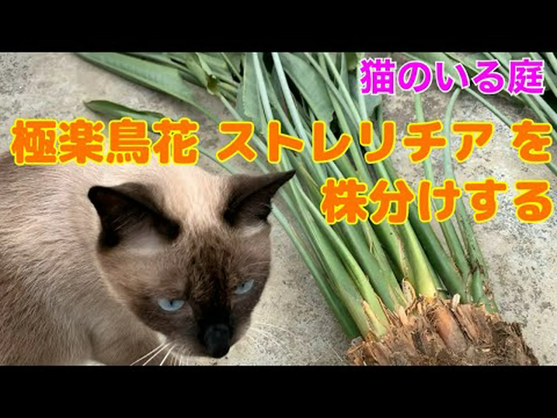 極楽鳥、あなたの庭にトロピカルエレガンスを 極楽鳥、あなたの庭にトロピカルエレガンスを