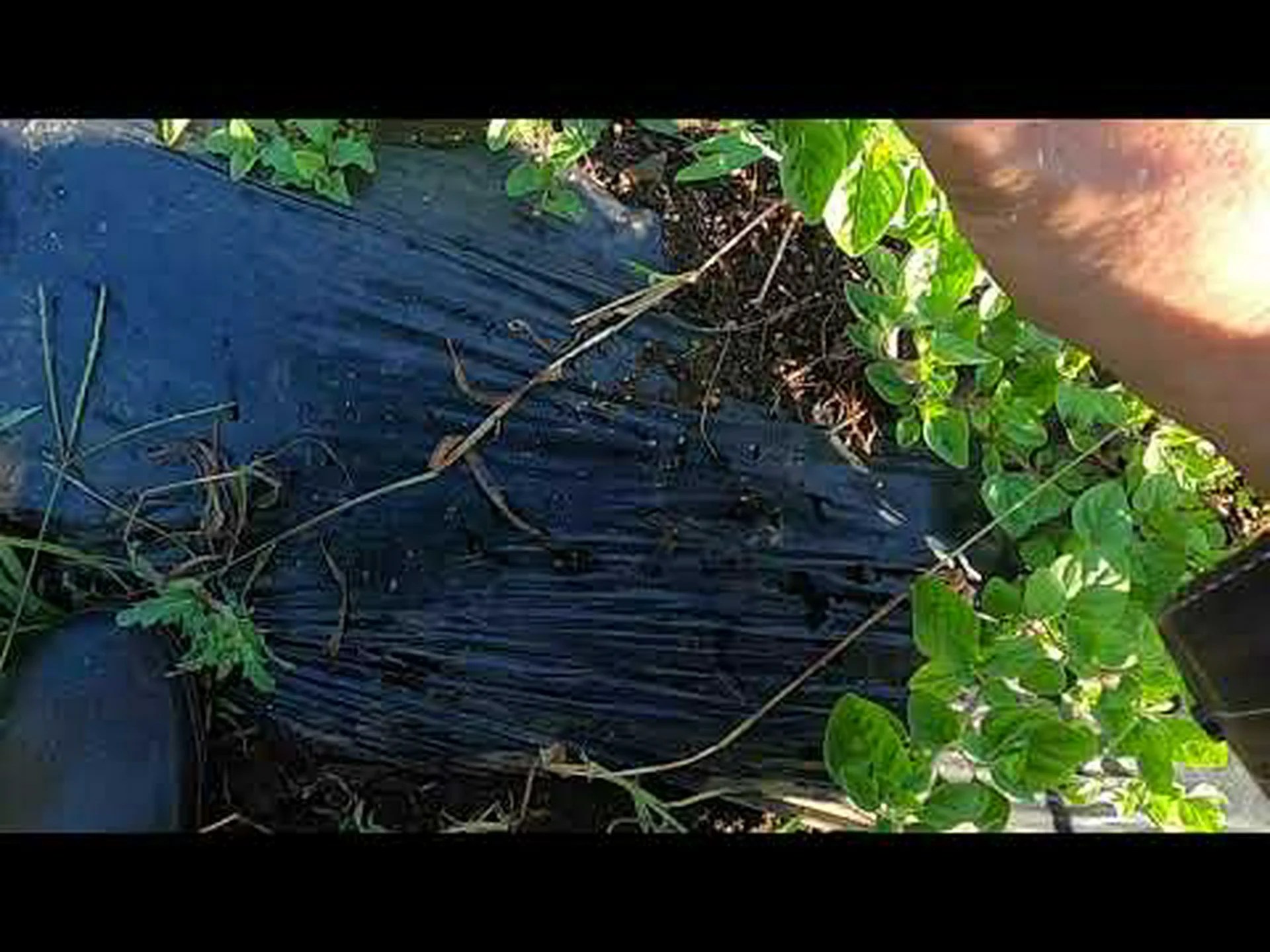 一般的なオレガノ、ワイルドマジョラム、多年生マジョラム、バスタードマジョラム 一般的なオレガノ、ワイルドマジョラム、多年生マジョラム、バスタードマジョラム