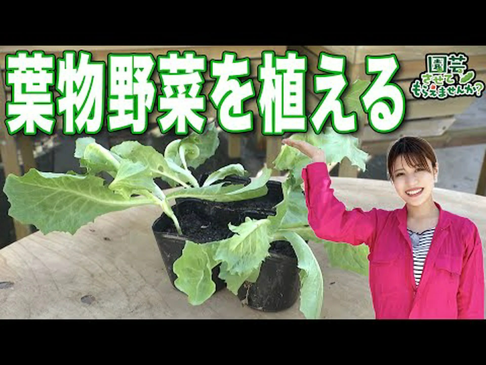 ルタバガ、カブキャベツ ルタバガ、カブキャベツ