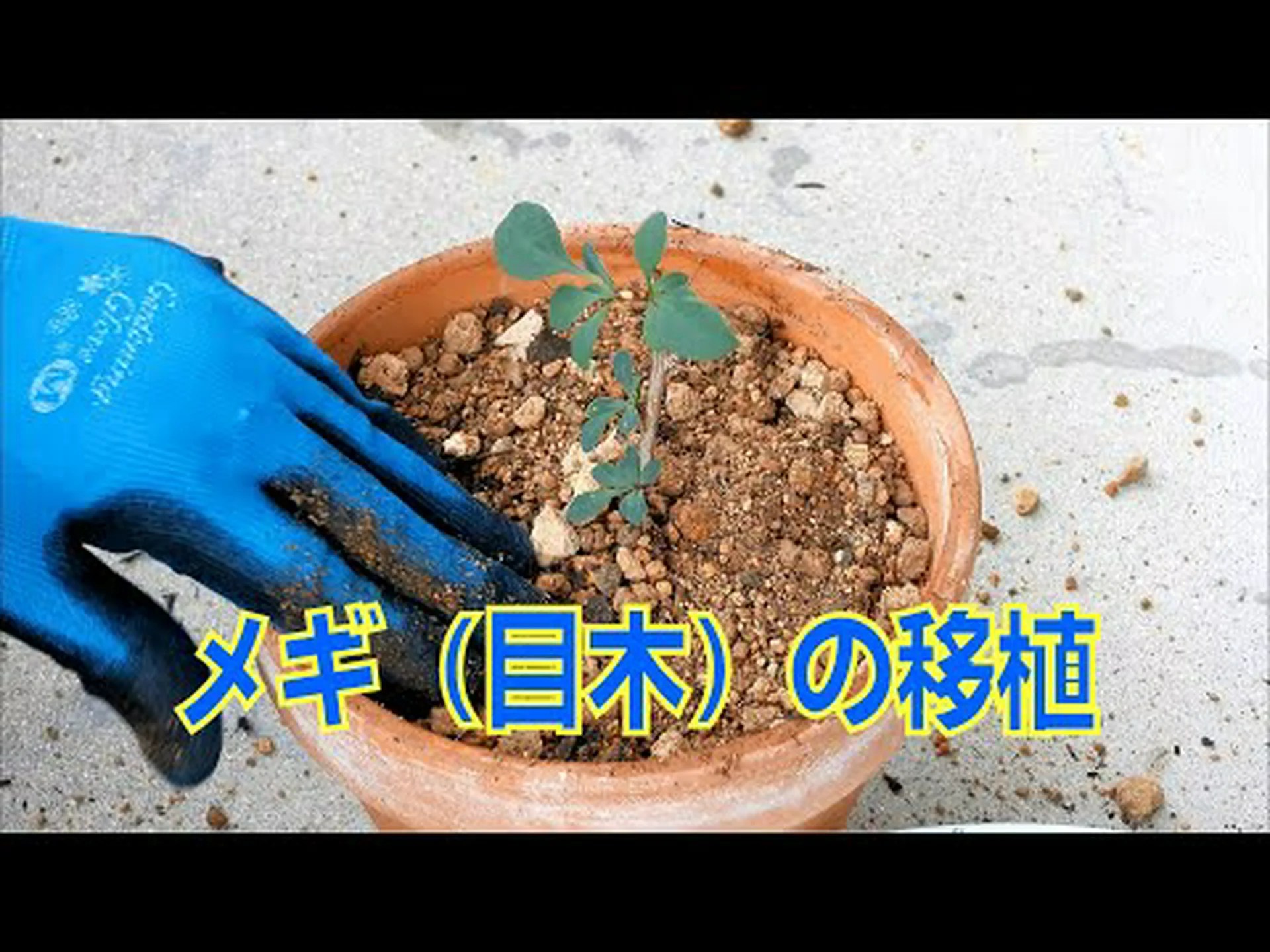 線状葉のメギ 線状葉のメギ