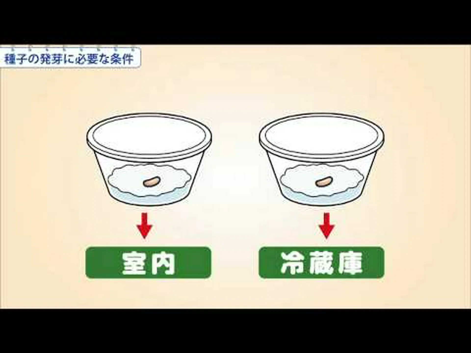 発芽した種子の風味と効能 発芽した種子の風味と効能
