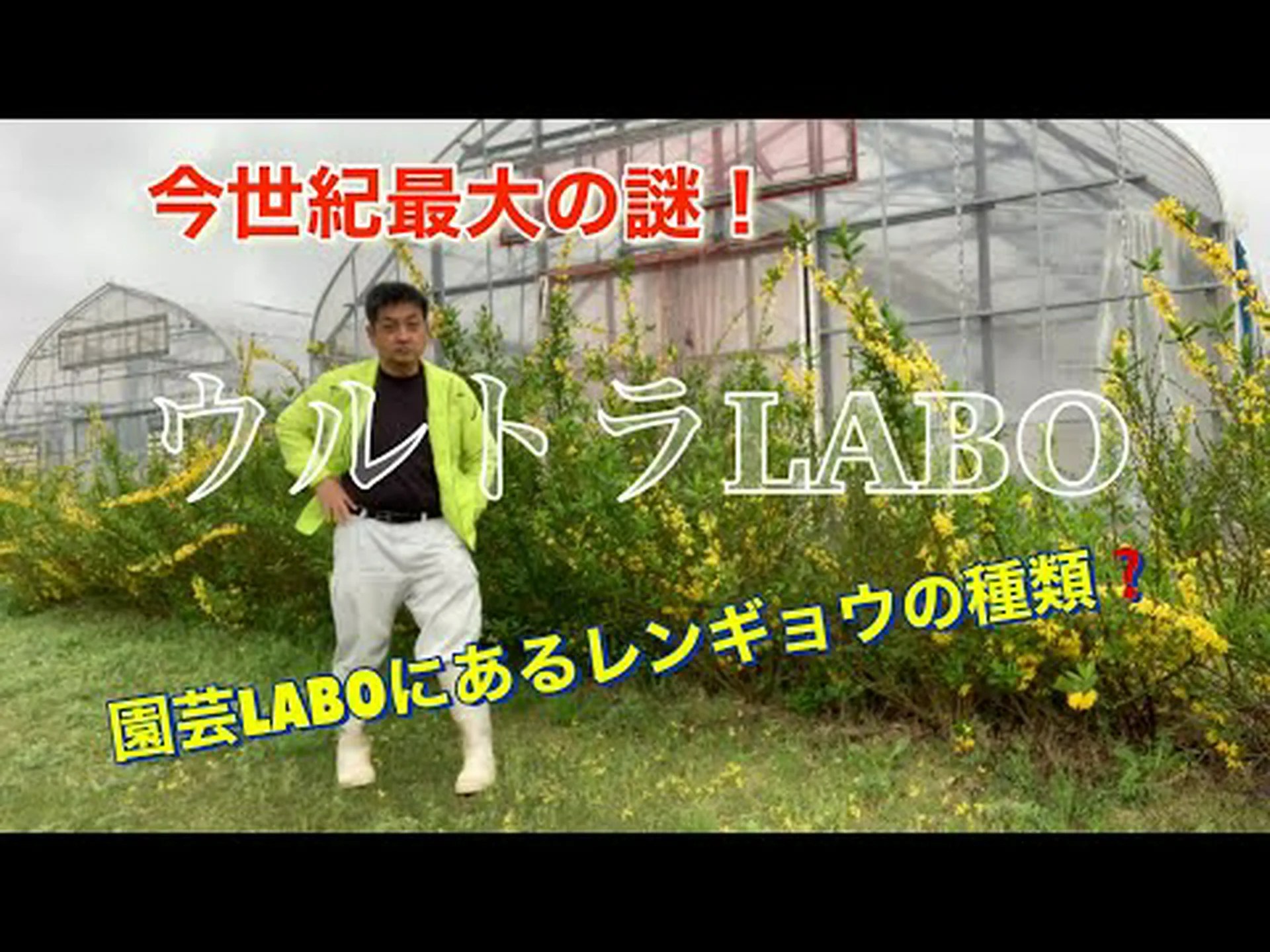 緑レンギョウ、緑茎レンギョウ 緑レンギョウ、緑茎レンギョウ