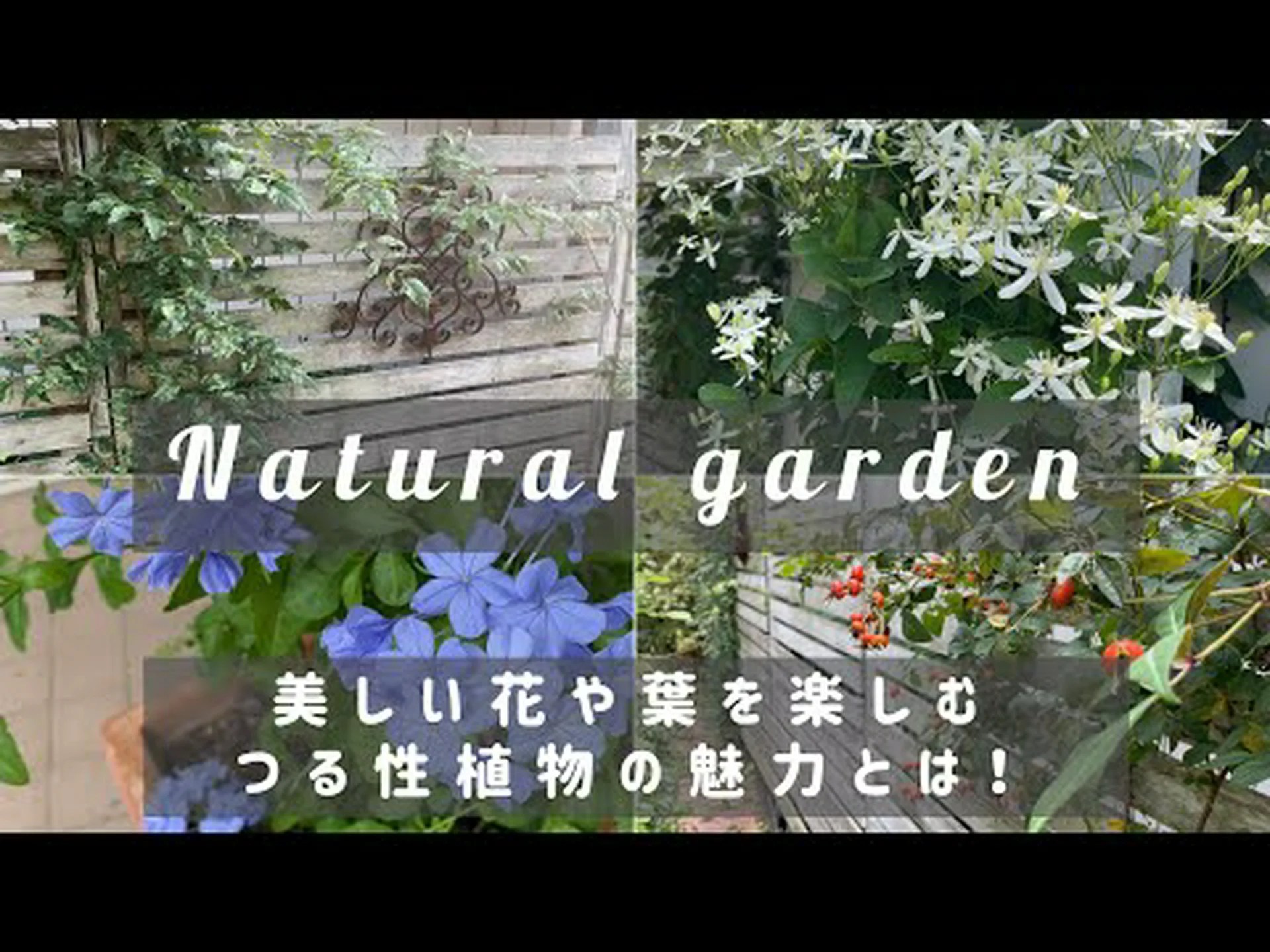 初心者向けの簡単なつる性植物4選 初心者向けの簡単なつる性植物4選