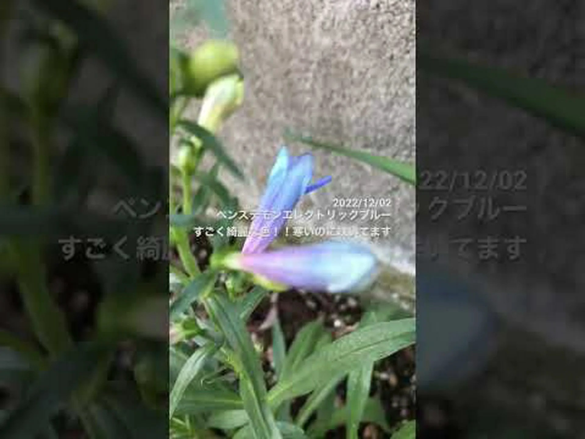 ペンステモンフラワー ストロビランテ ペンステモンフラワー ストロビランテ