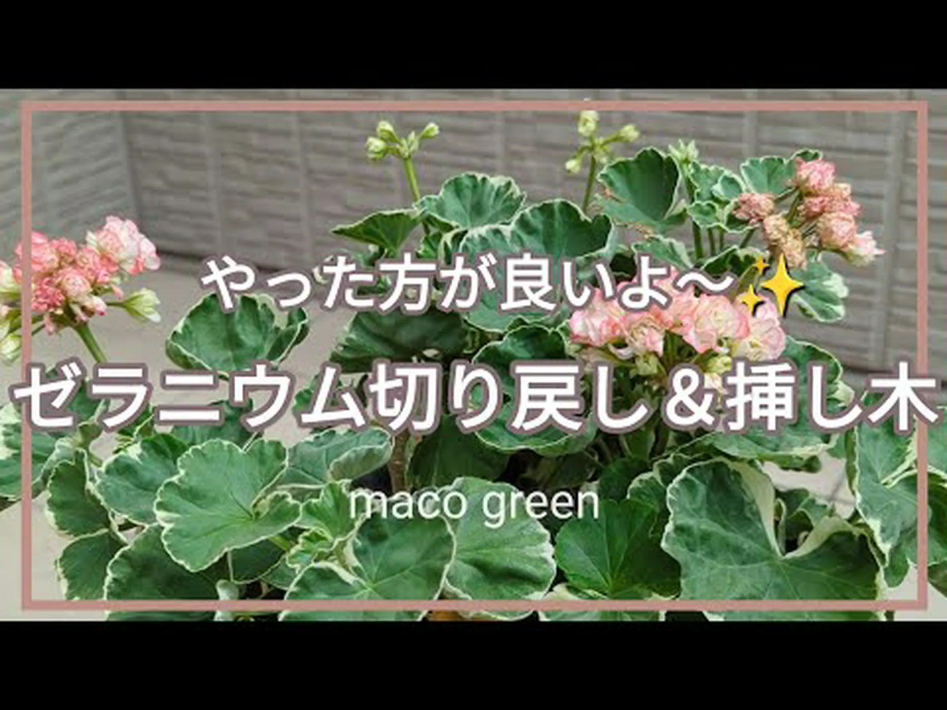 マデイラゼラニウムの手入れと増殖 マデイラゼラニウムの手入れと増殖