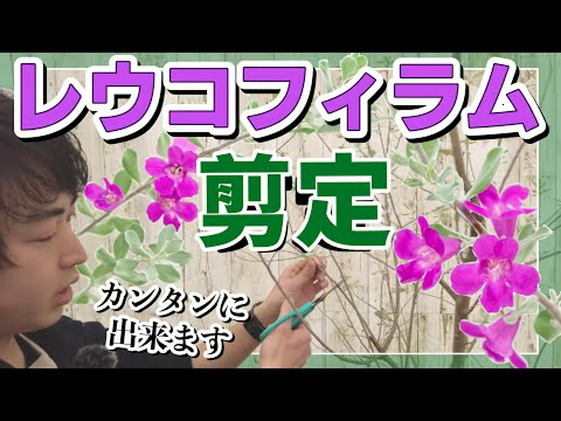 多年草の剪定、チェルシーチョップ法でより多くの花を長く咲かせる 多年草の剪定、チェルシーチョップ法でより多くの花を長く咲かせる