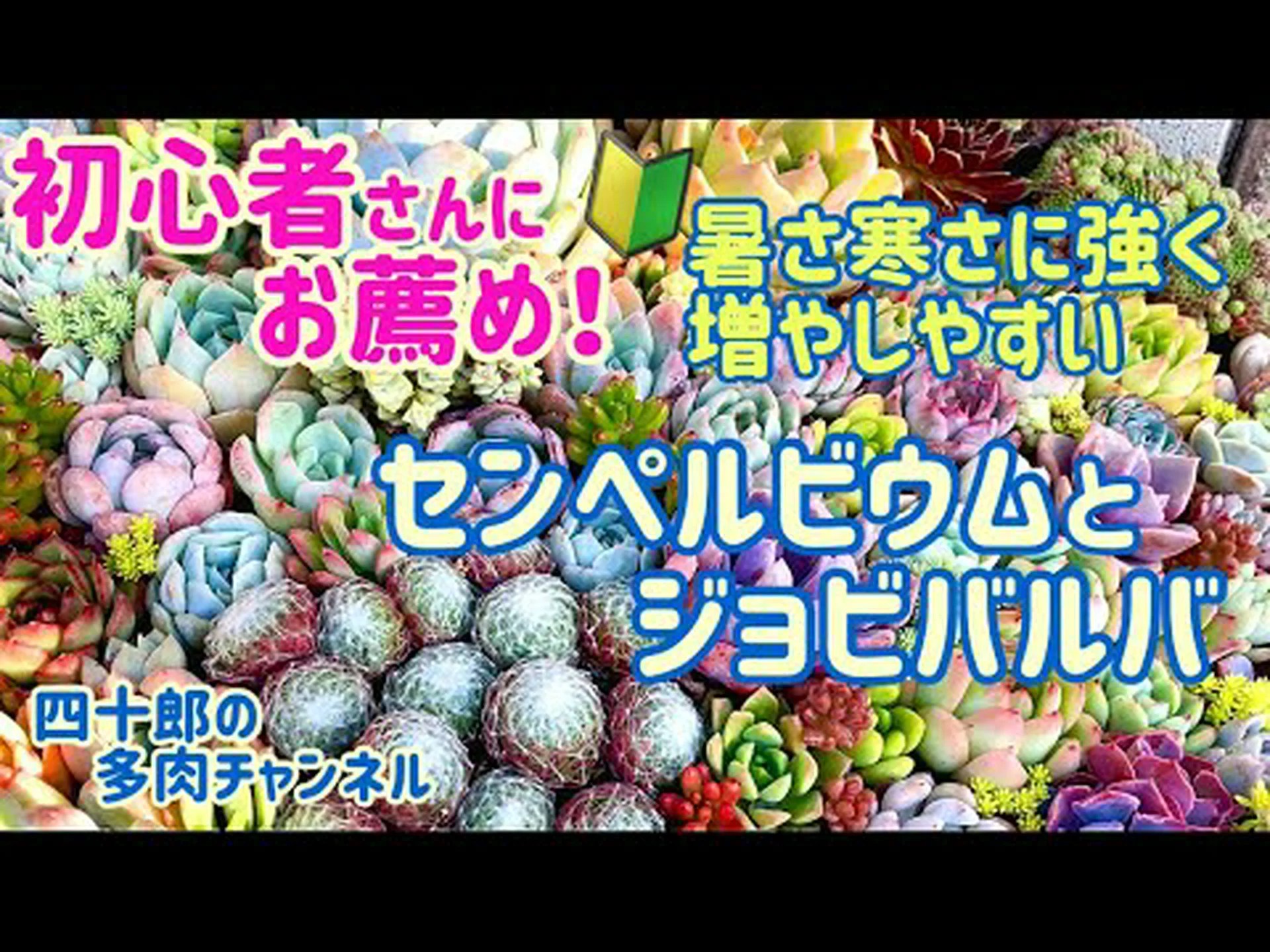 エケベリア、センペルビウムス、ジョビバーベスの区別 エケベリア、センペルビウムス、ジョビバーベスの区別