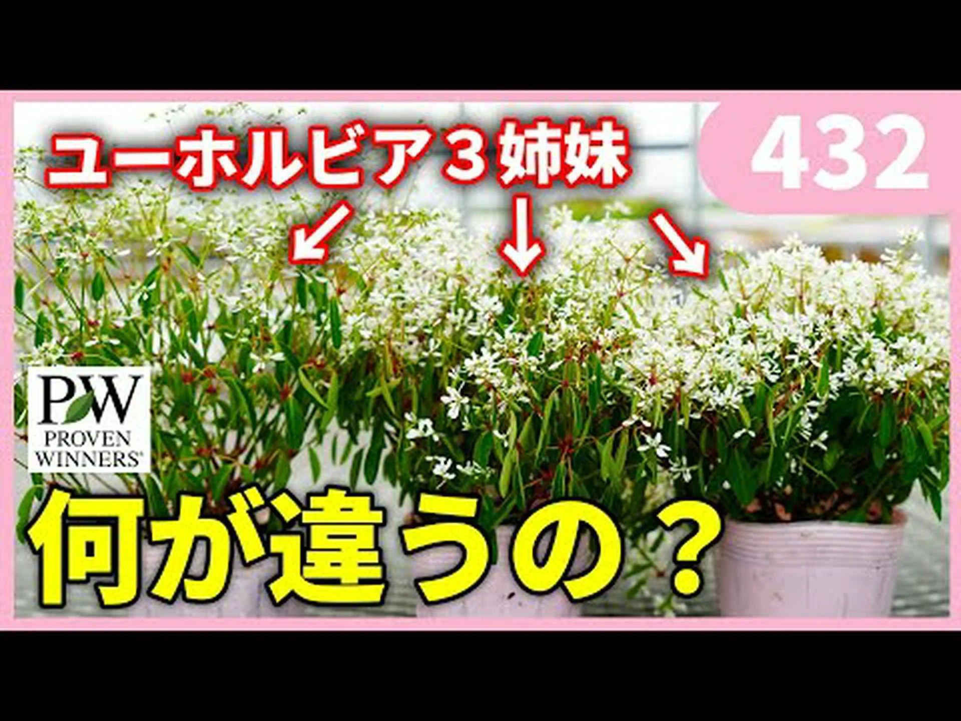 ユーフォルビア ダイヤモンドフロスト ユーフォルビア ダイヤモンドフロスト