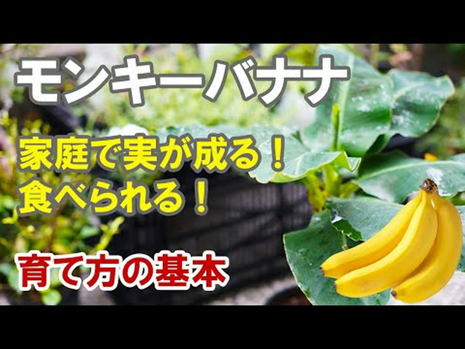 インド産のドワーフバナナの木 インド産のドワーフバナナの木