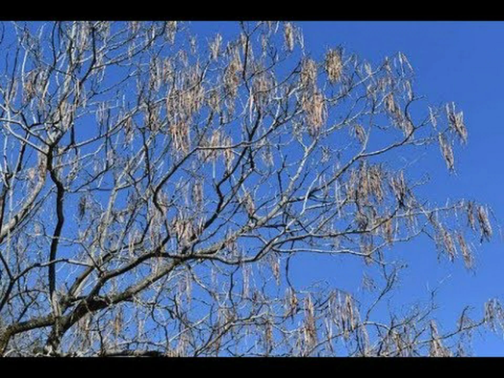 キササゲ キササゲ