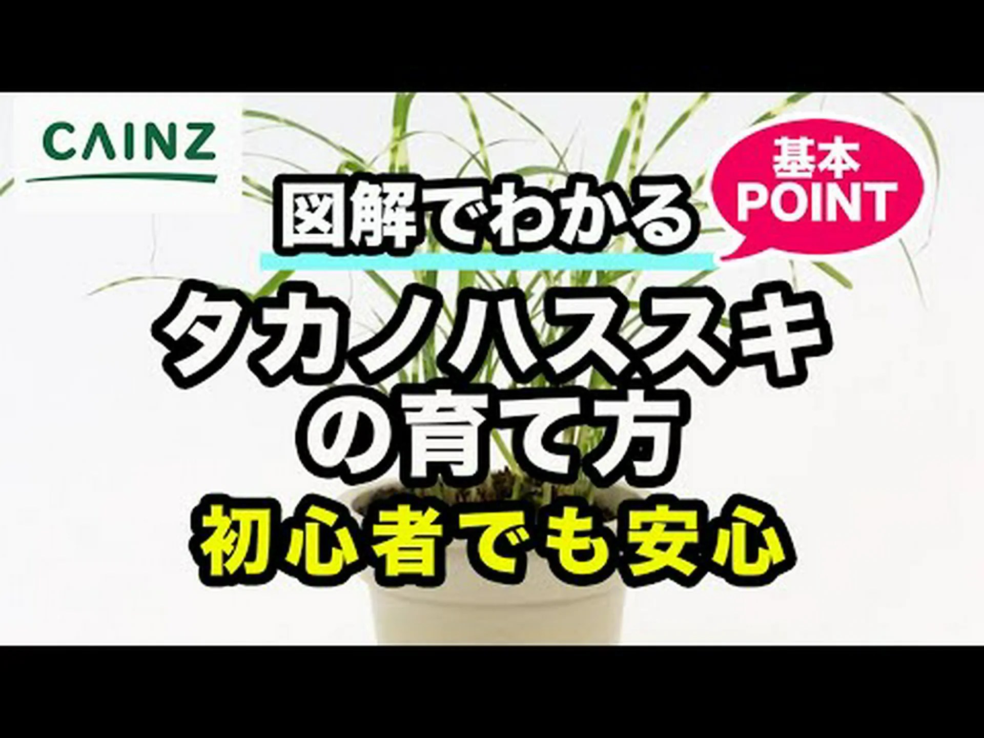 ススキ、手入れが簡単な観賞用草 ススキ、手入れが簡単な観賞用草