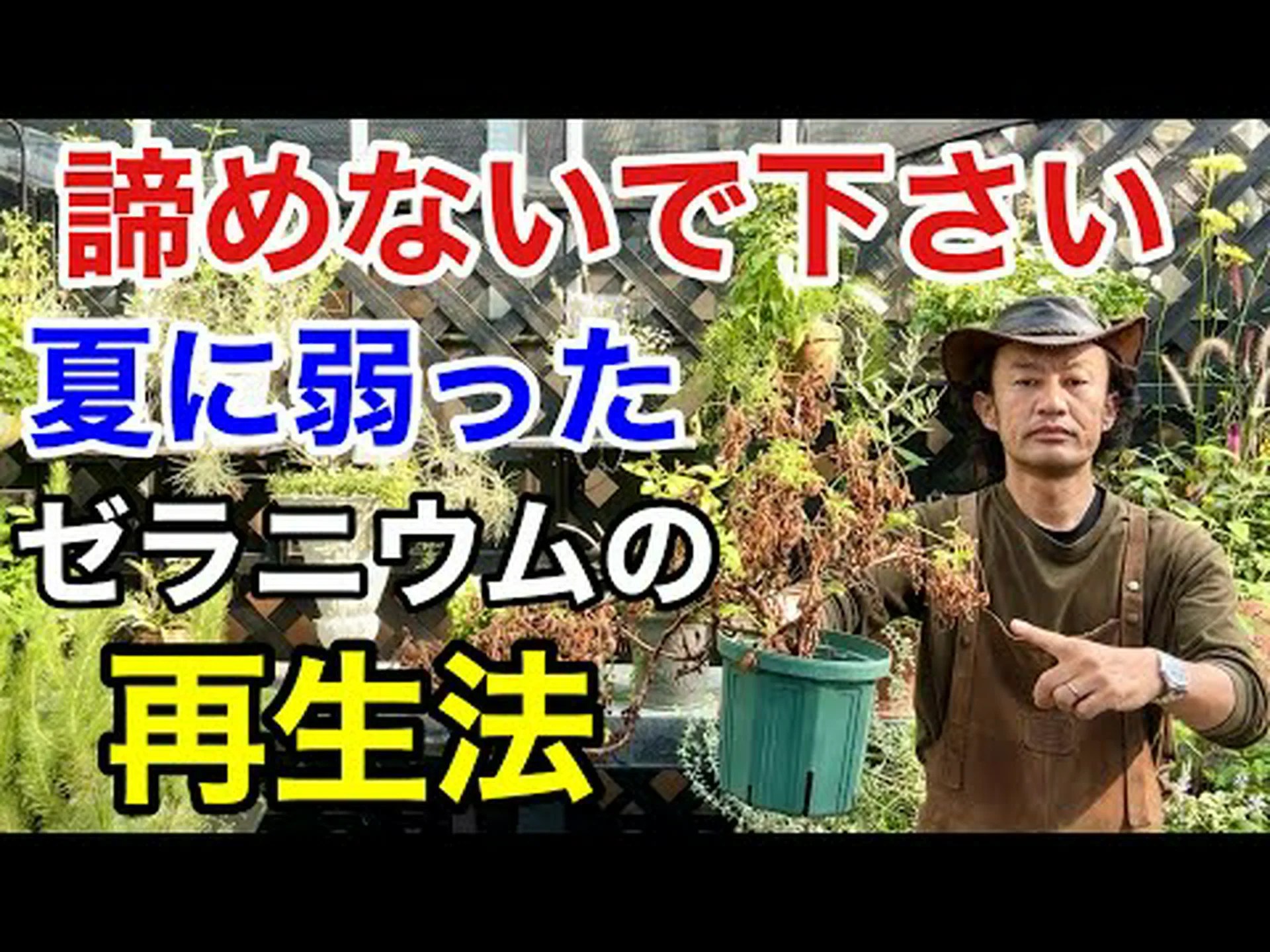 越冬バルコニーゼラニウム 越冬バルコニーゼラニウム