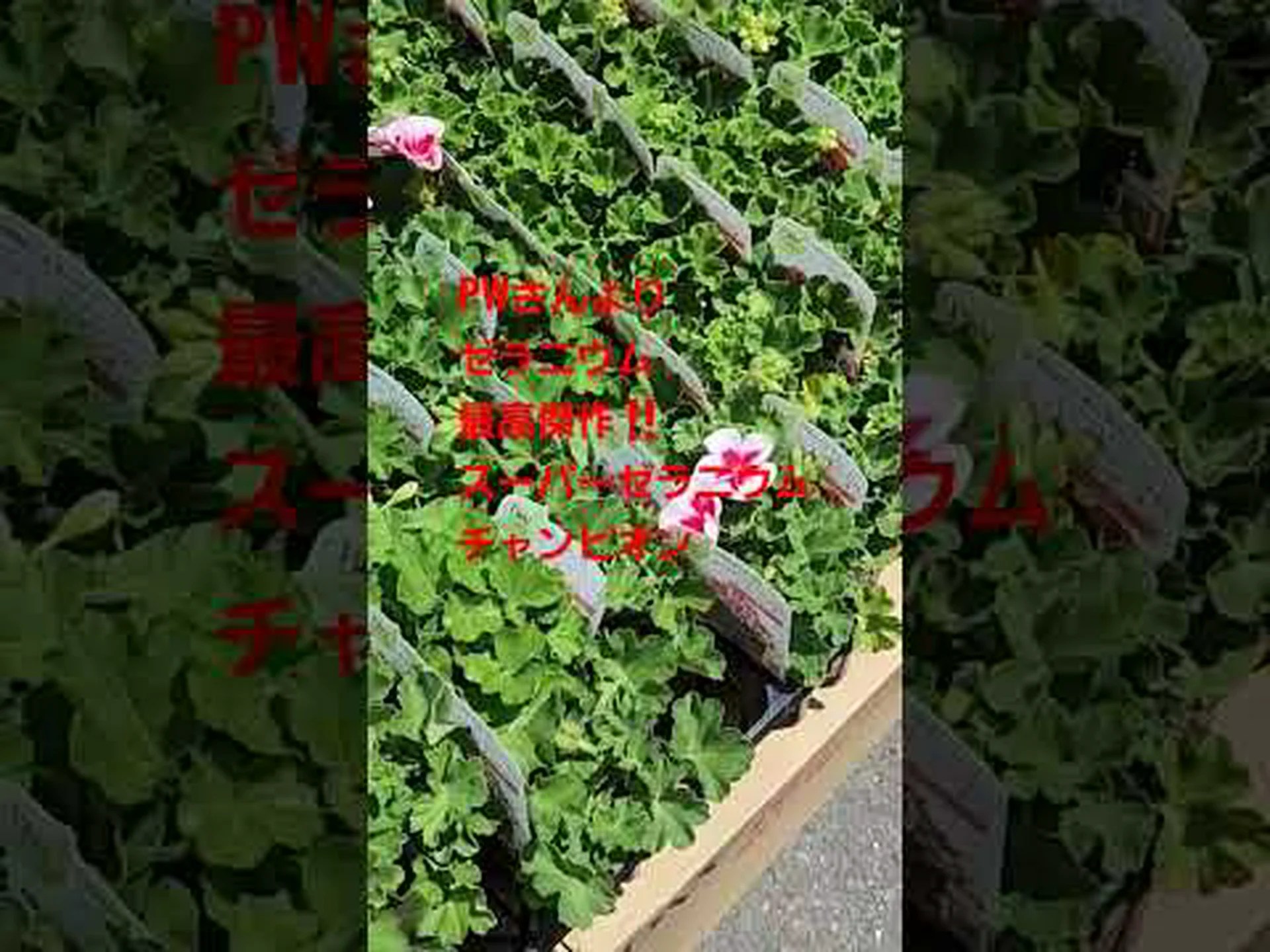 多年生森林ゼラニウム 多年生森林ゼラニウム