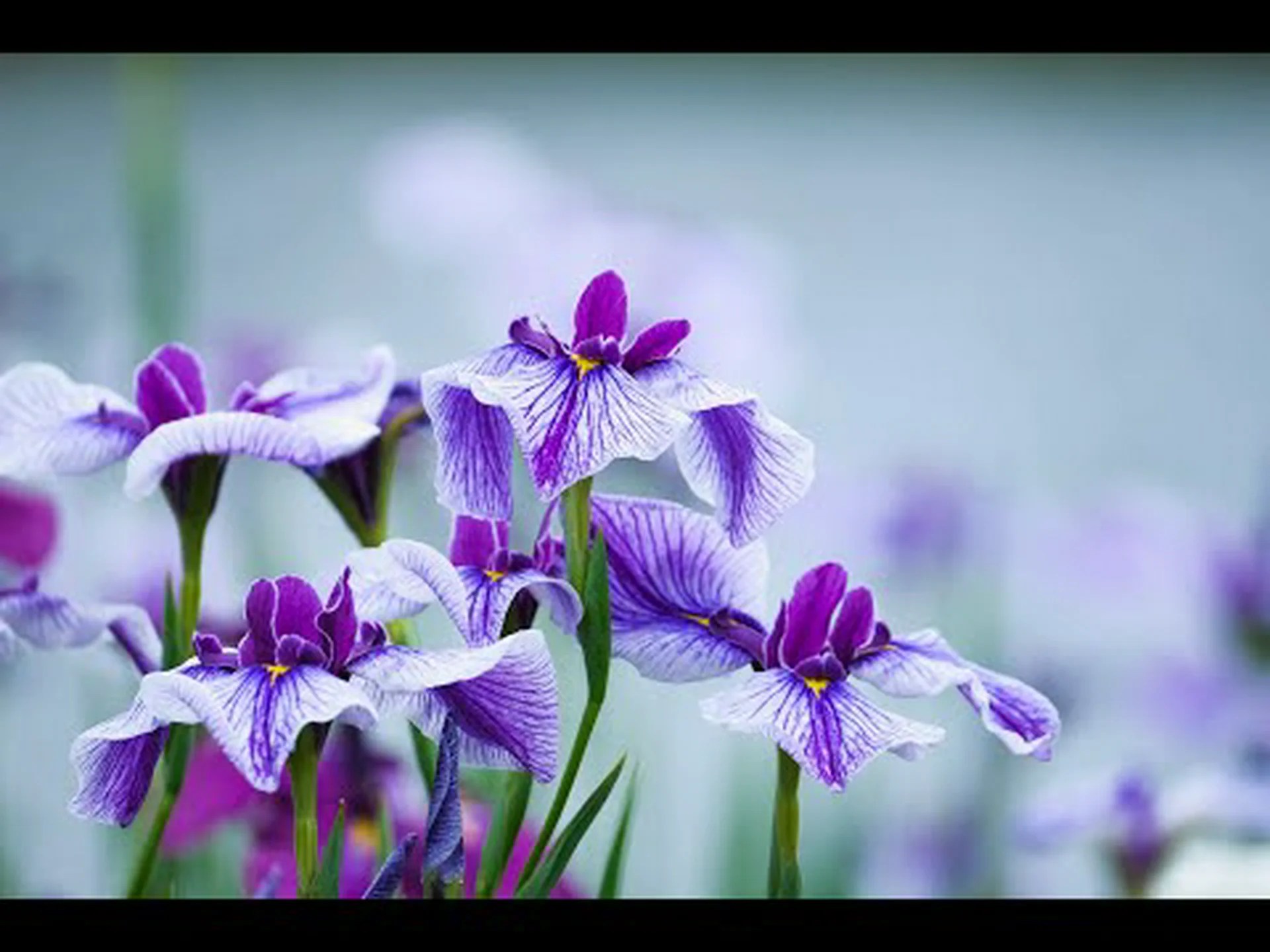 大輪のダイエット、南アフリカ産アイリス 大輪のダイエット、南アフリカ産アイリス