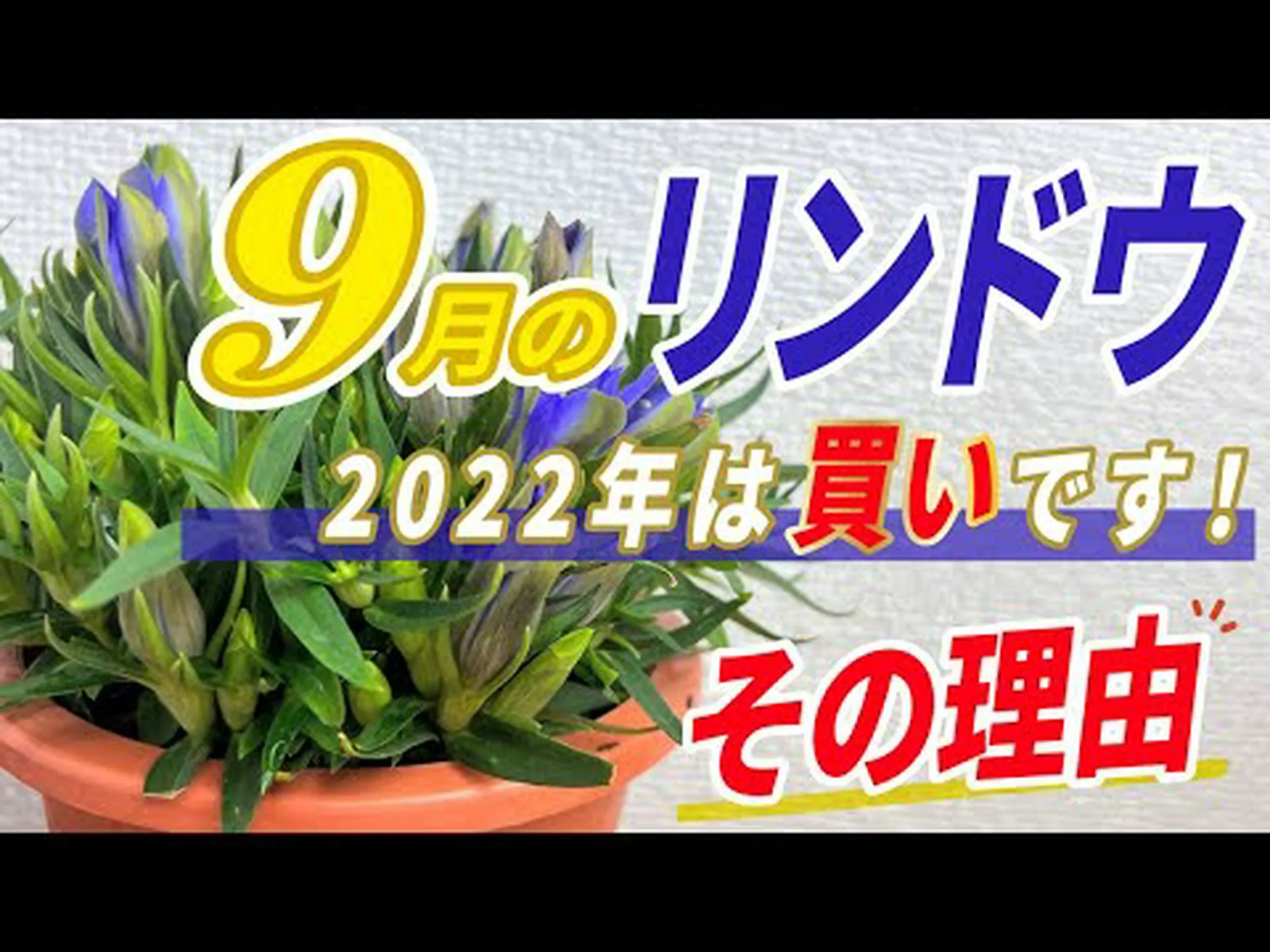 リンドウの木 リンドウの木