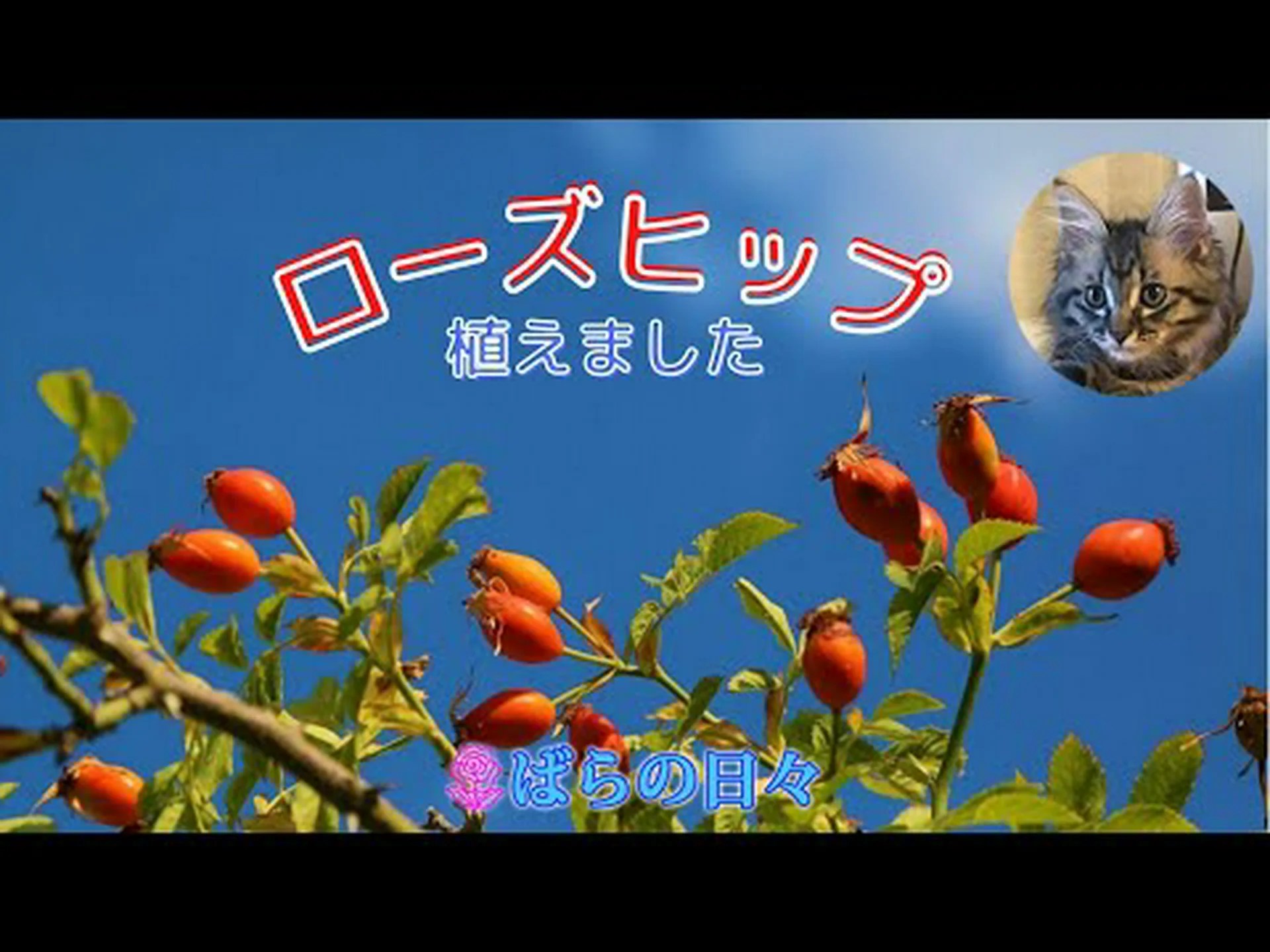 ローズヒップ ローズヒップ