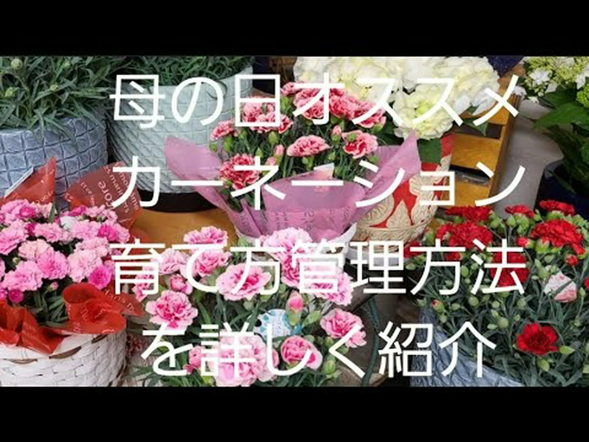 詩人のカーネーション 詩人のカーネーション