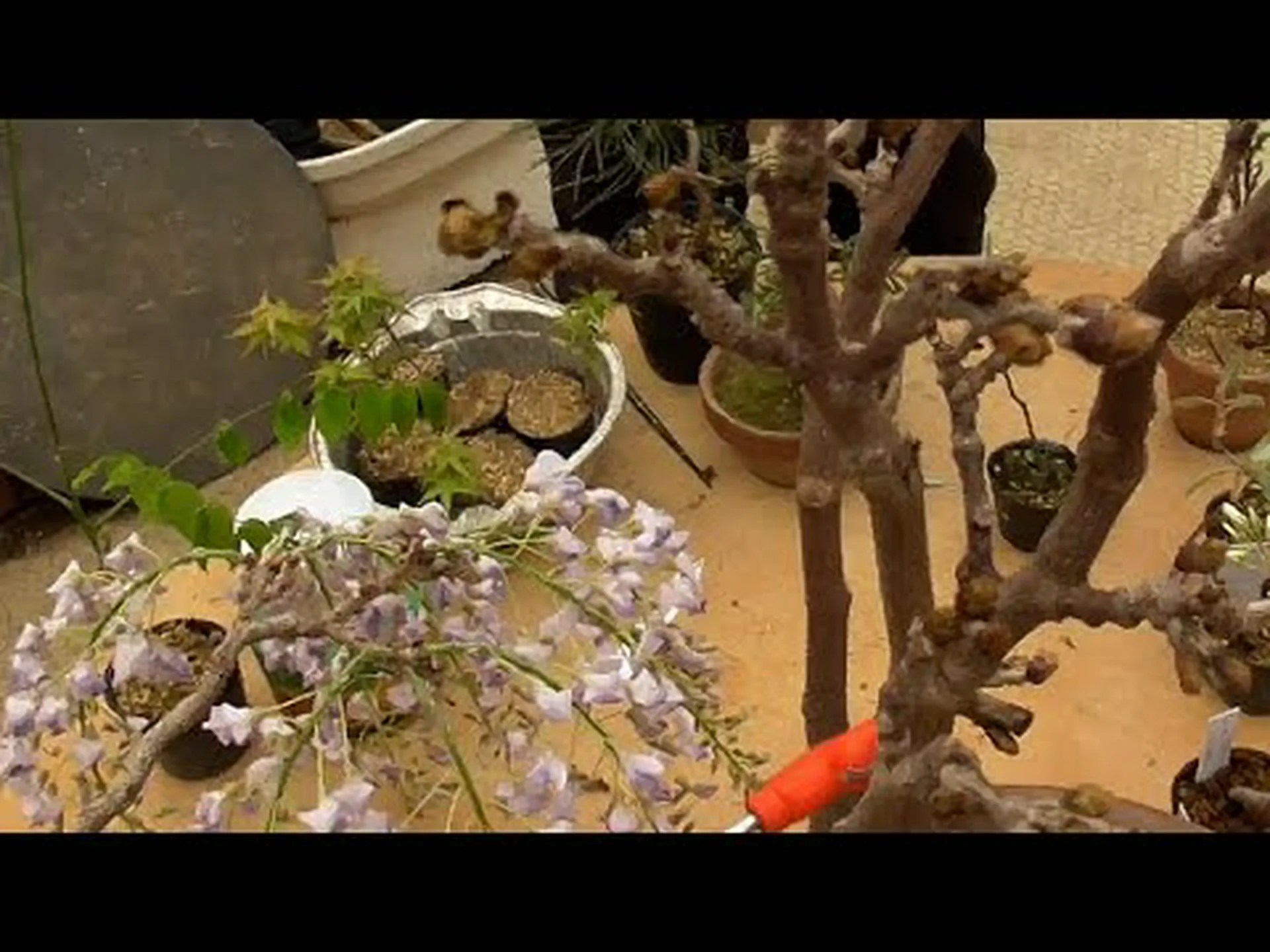 背の低い藤 背の低い藤