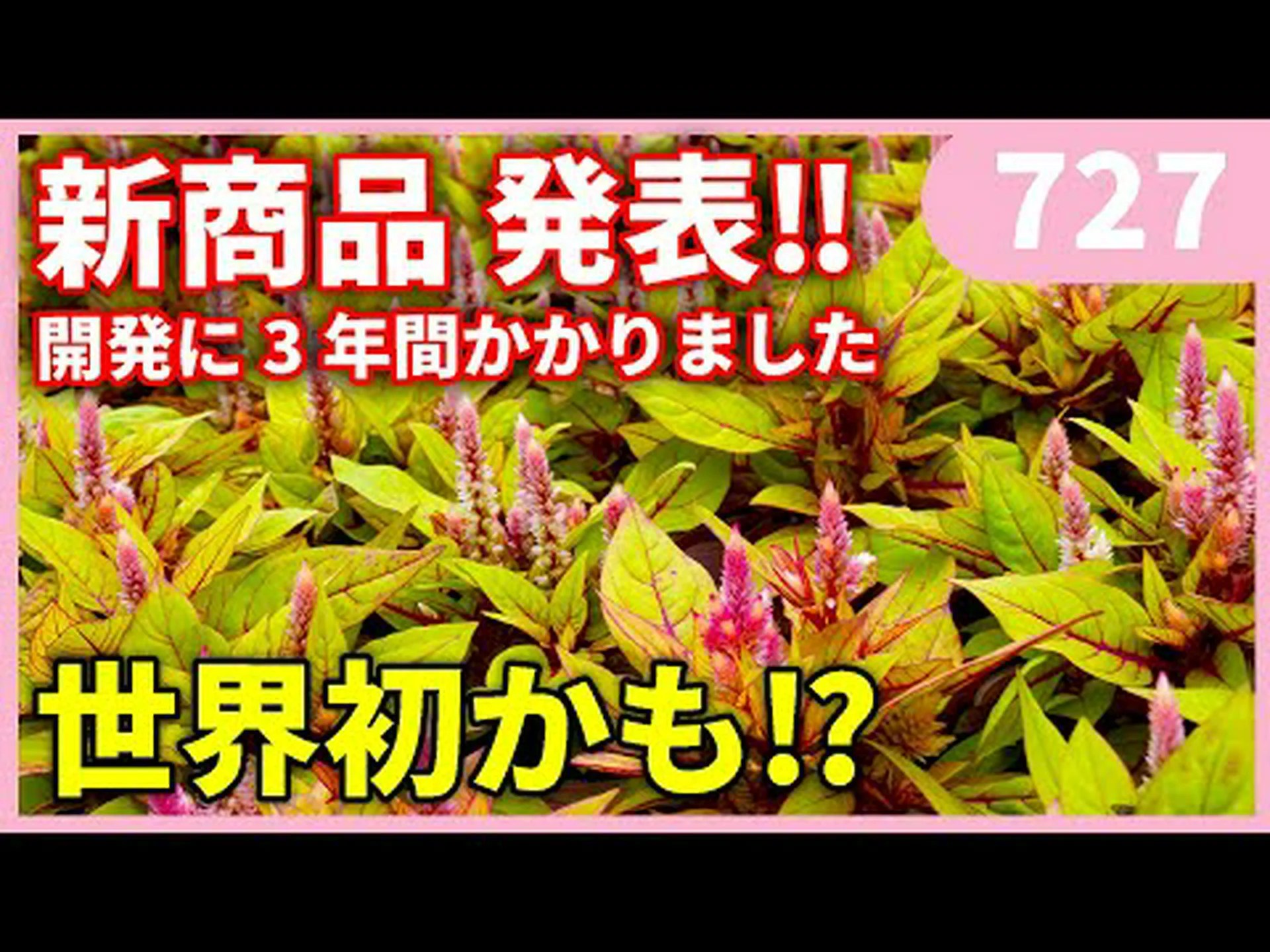 イエローレシーダ、ワイルドレシーダ、偽リシーダ イエローレシーダ、ワイルドレシーダ、偽リシーダ