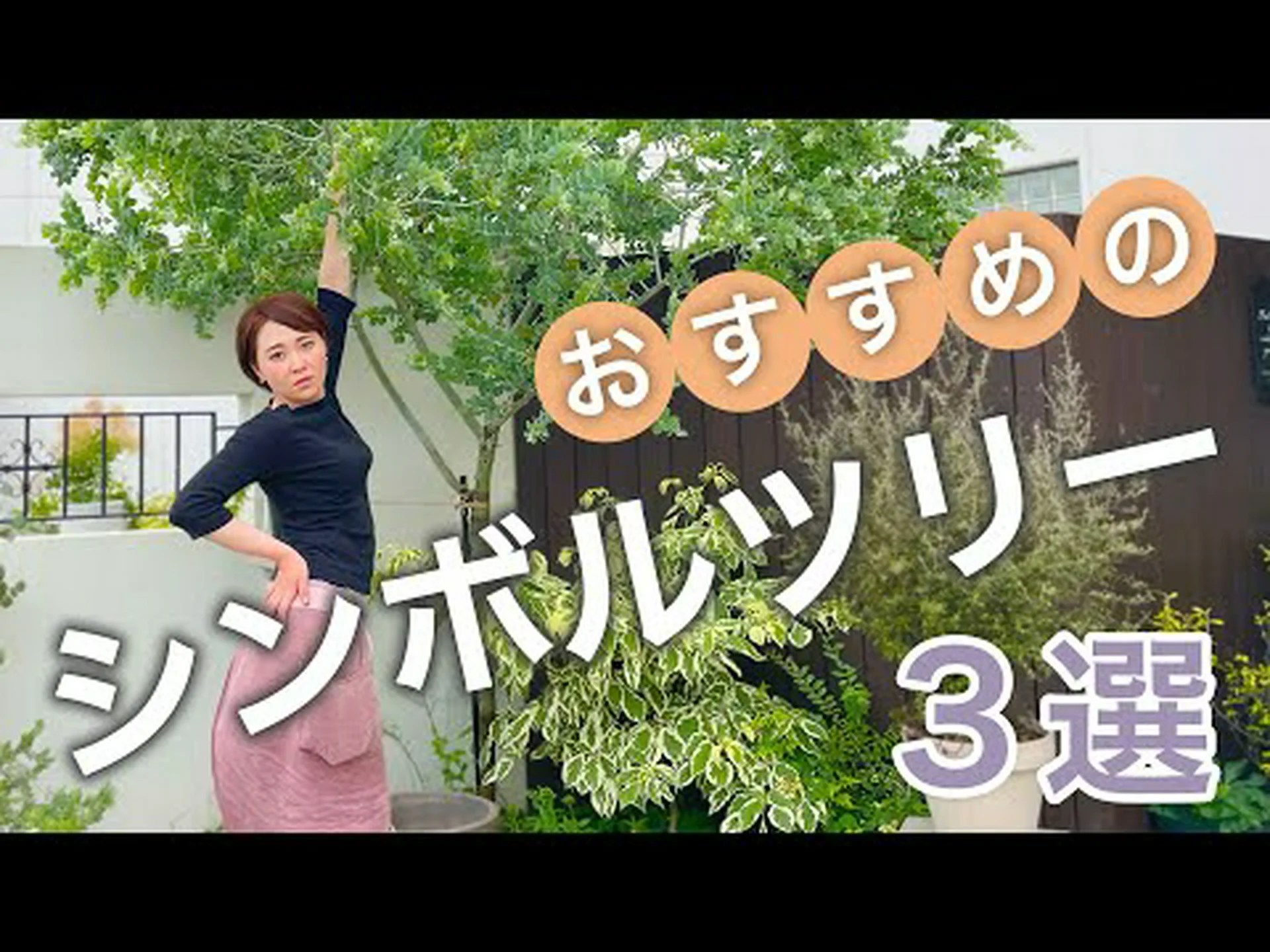 香りの良いペッパーツリー、カリフォルニアペッパーツリー、ペルーペッパーツリー 香りの良いペッパーツリー、カリフォルニアペッパーツリー、ペルーペッパーツリー