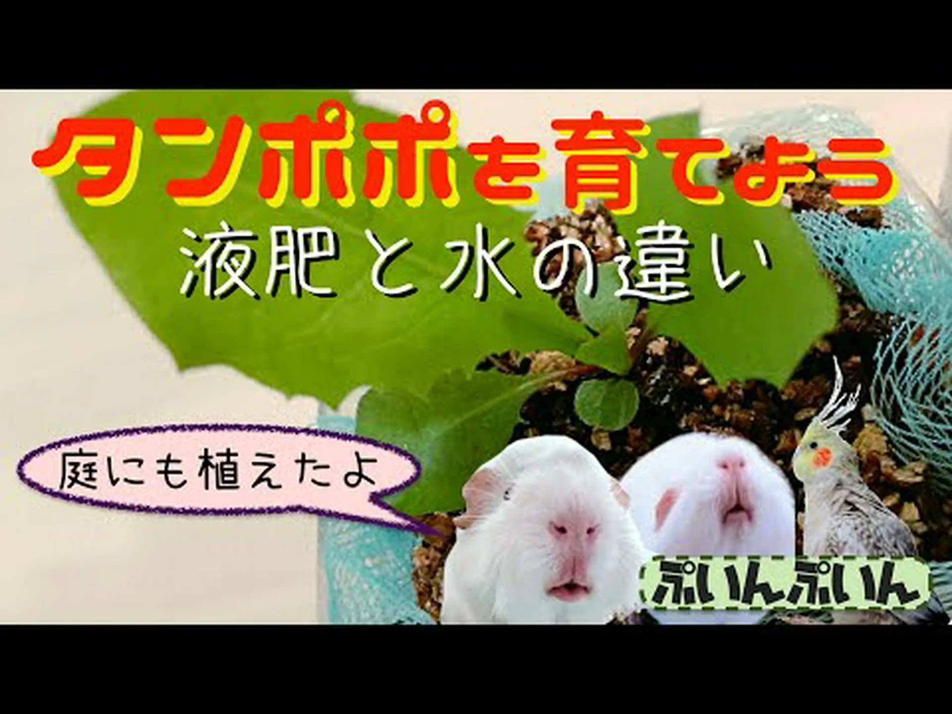 タンポポの肥料 タンポポの肥料