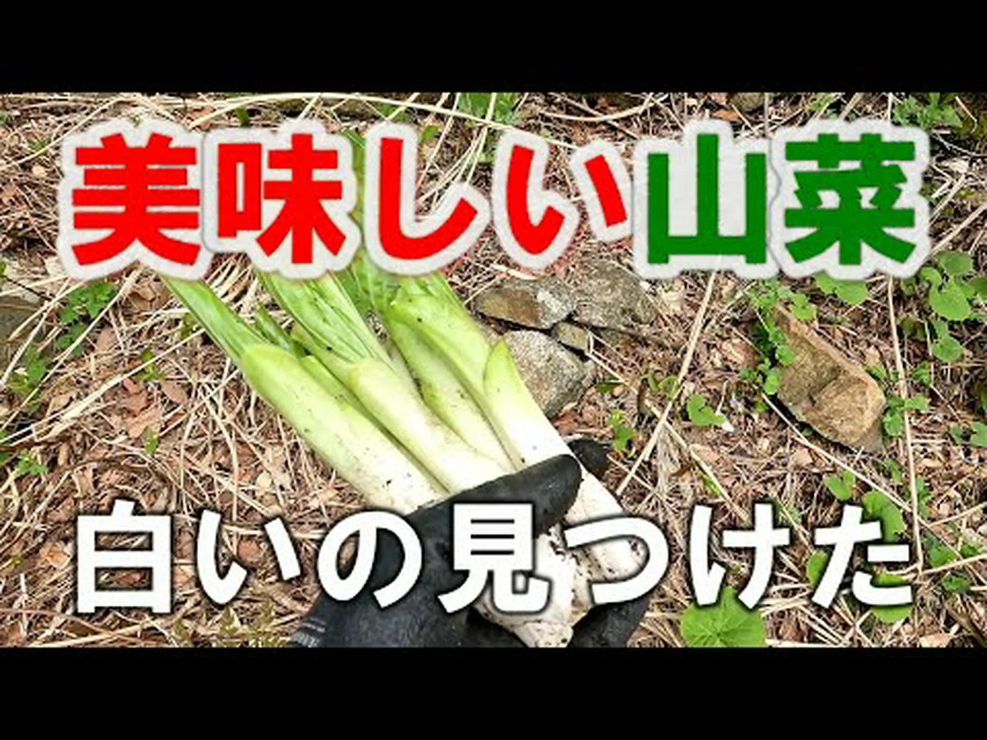 山菜 10本 山菜 10本
