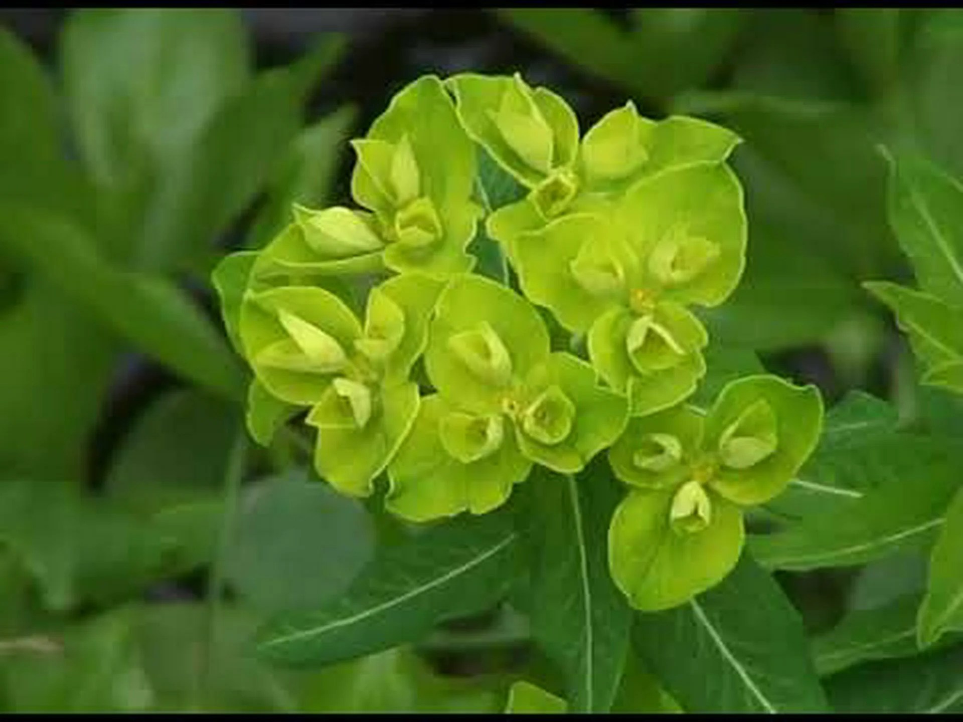 モールトウダイグサ、トウダイグサ、ホワイトトウダイグサ モールトウダイグサ、トウダイグサ、ホワイトトウダイグサ