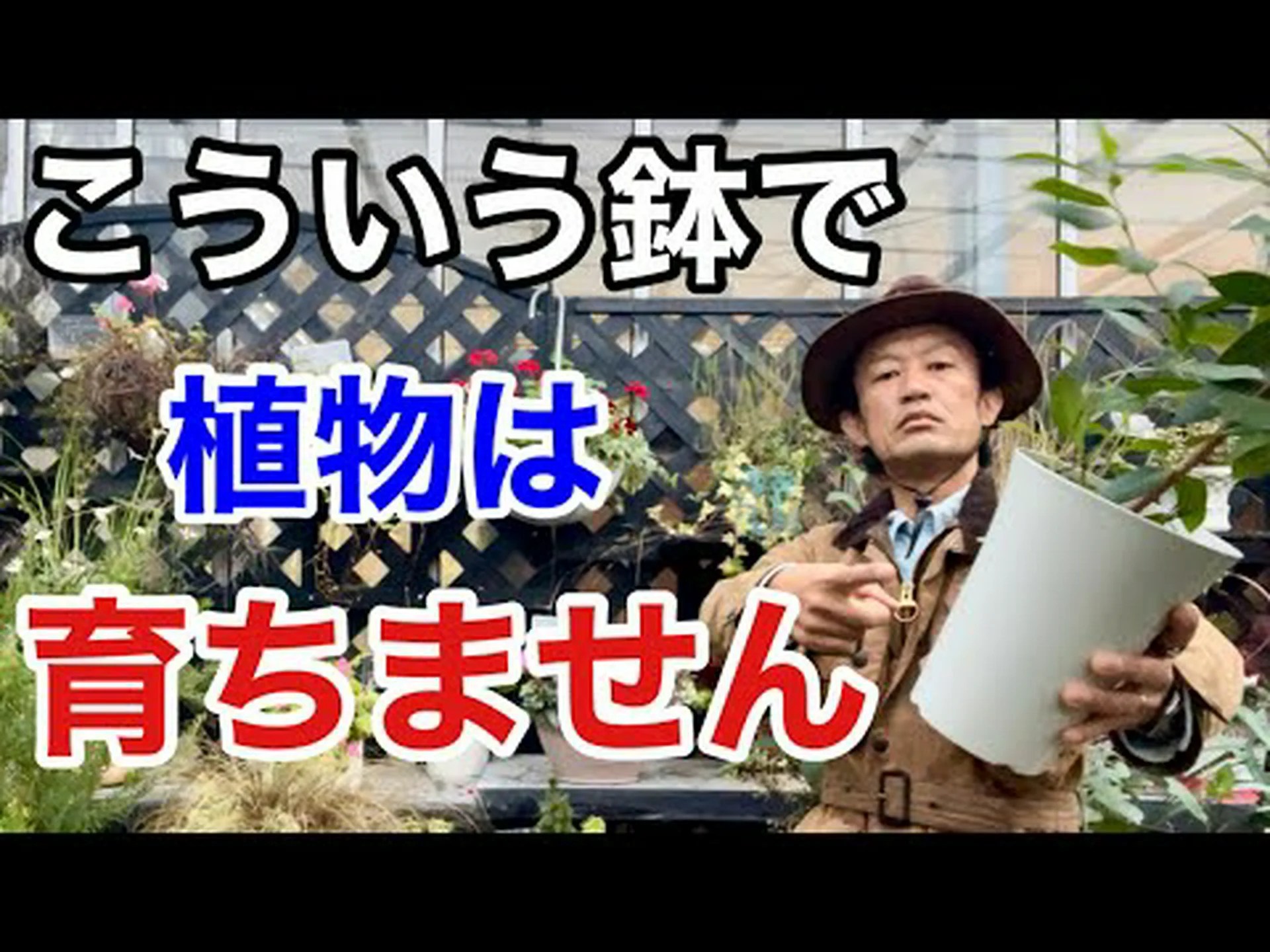 巨大なオーニソゲイル、ベツレヘムの巨人の星 巨大なオーニソゲイル、ベツレヘムの巨人の星