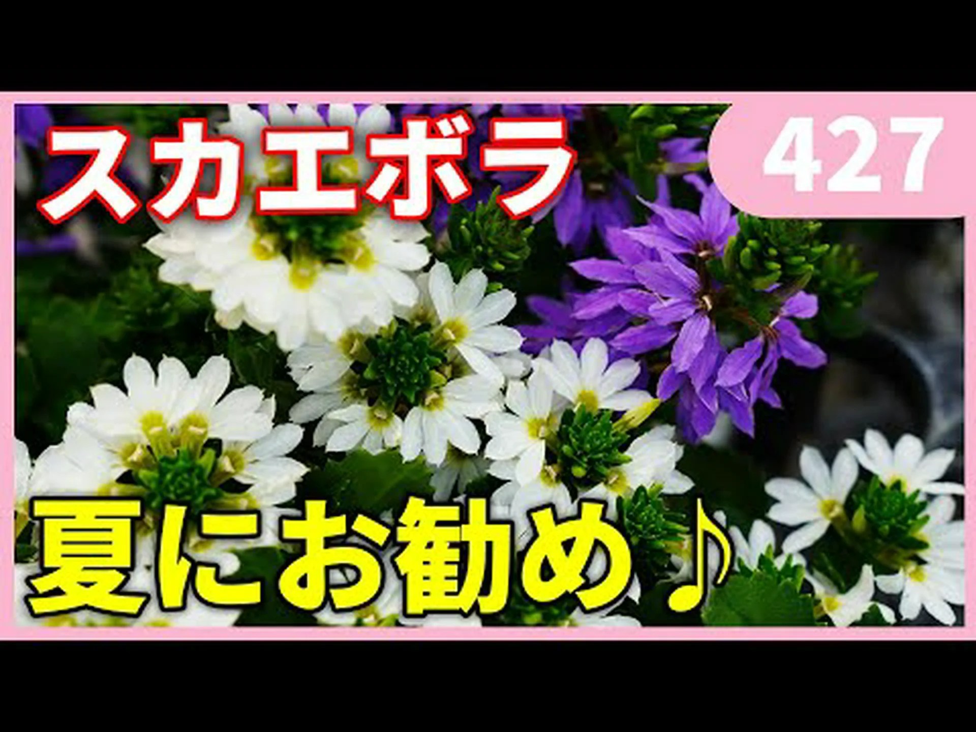 ブルーキャンドル、ガランブッロ ブルーキャンドル、ガランブッロ