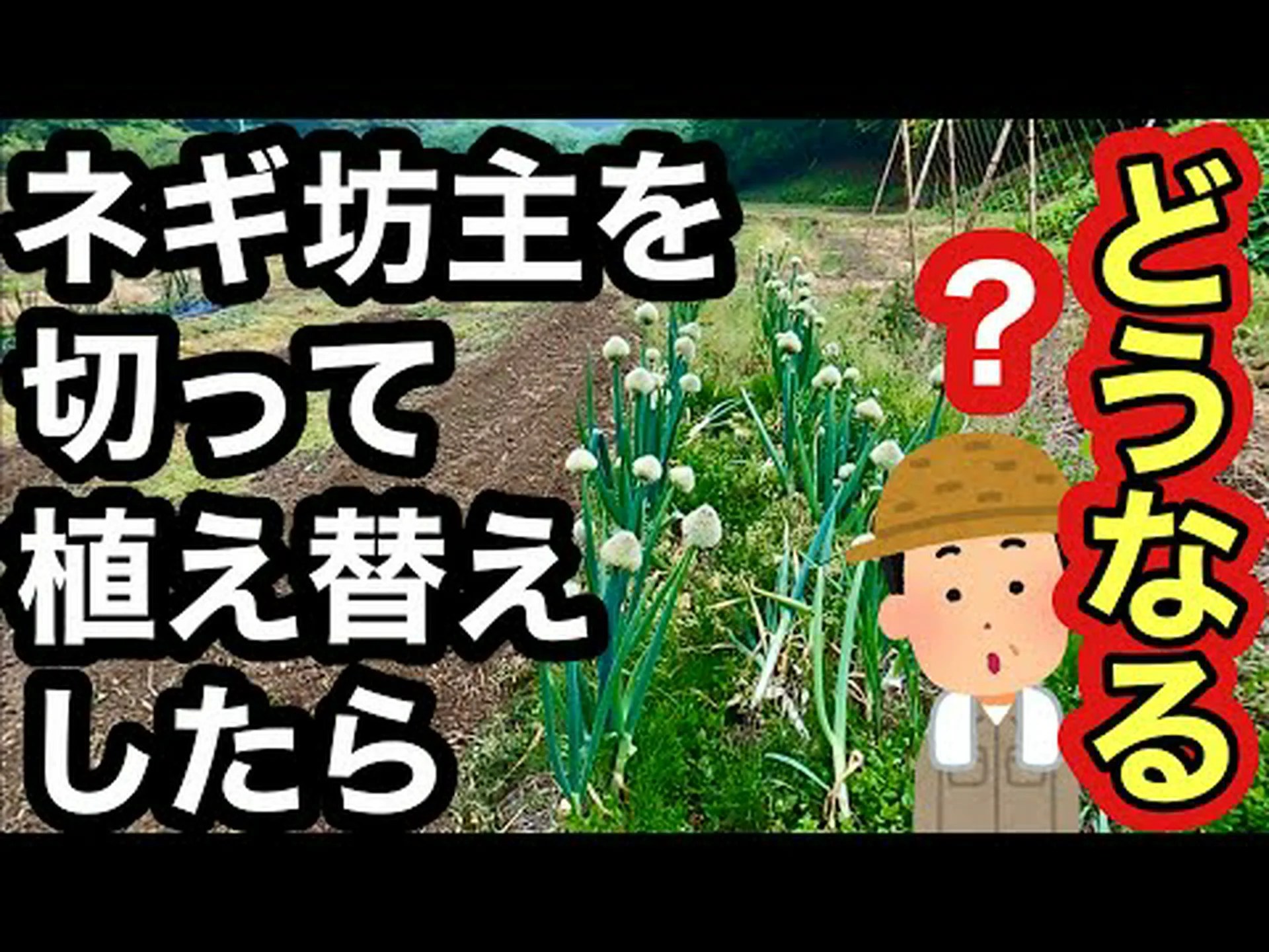 栽培サルシファイ、ネギ葉サルシファイ、ホワイトサルシファイ 栽培サルシファイ、ネギ葉サルシファイ、ホワイトサルシファイ