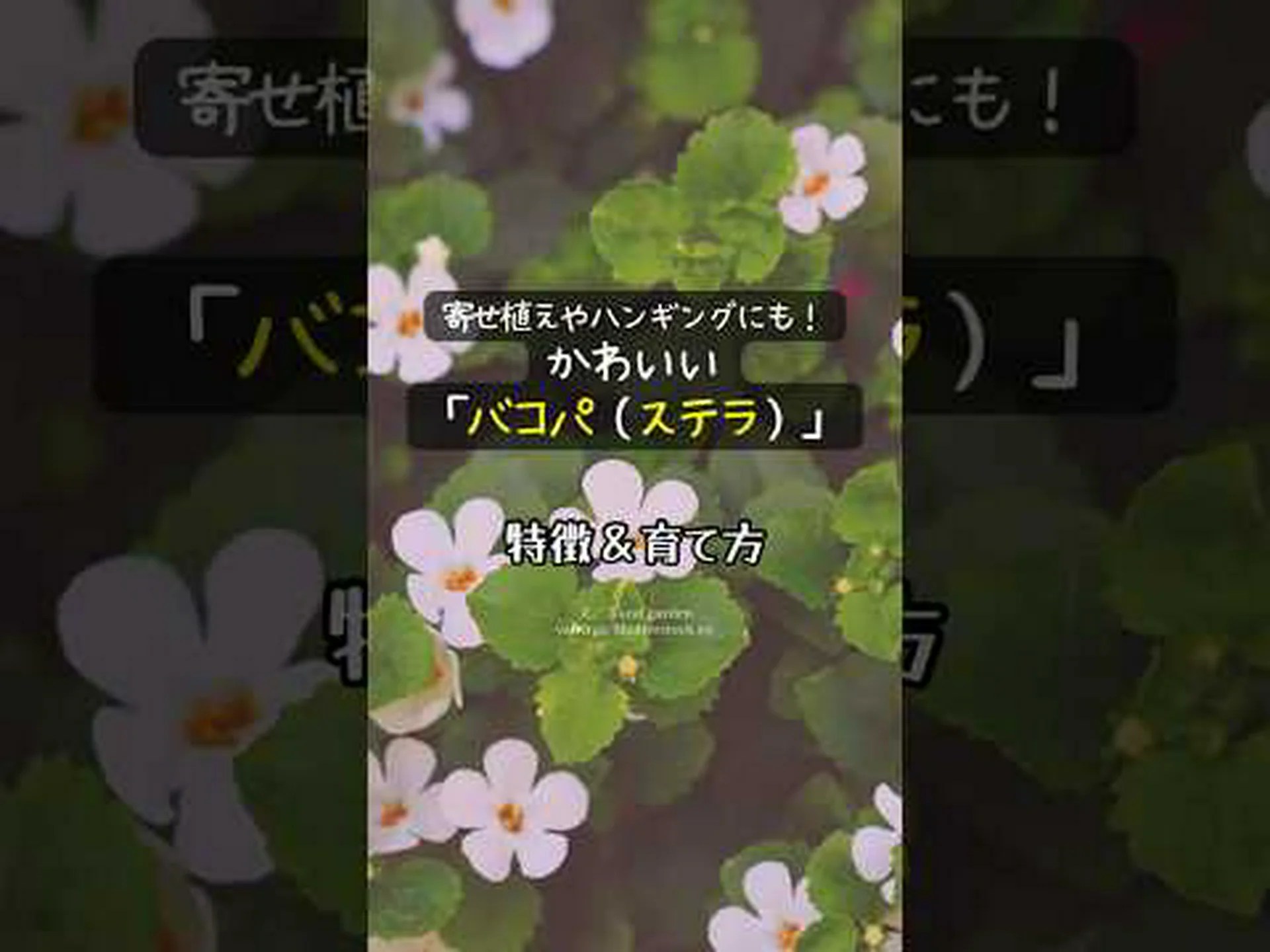 バルコニー バコパ、観賞用バコパ バルコニー バコパ、観賞用バコパ