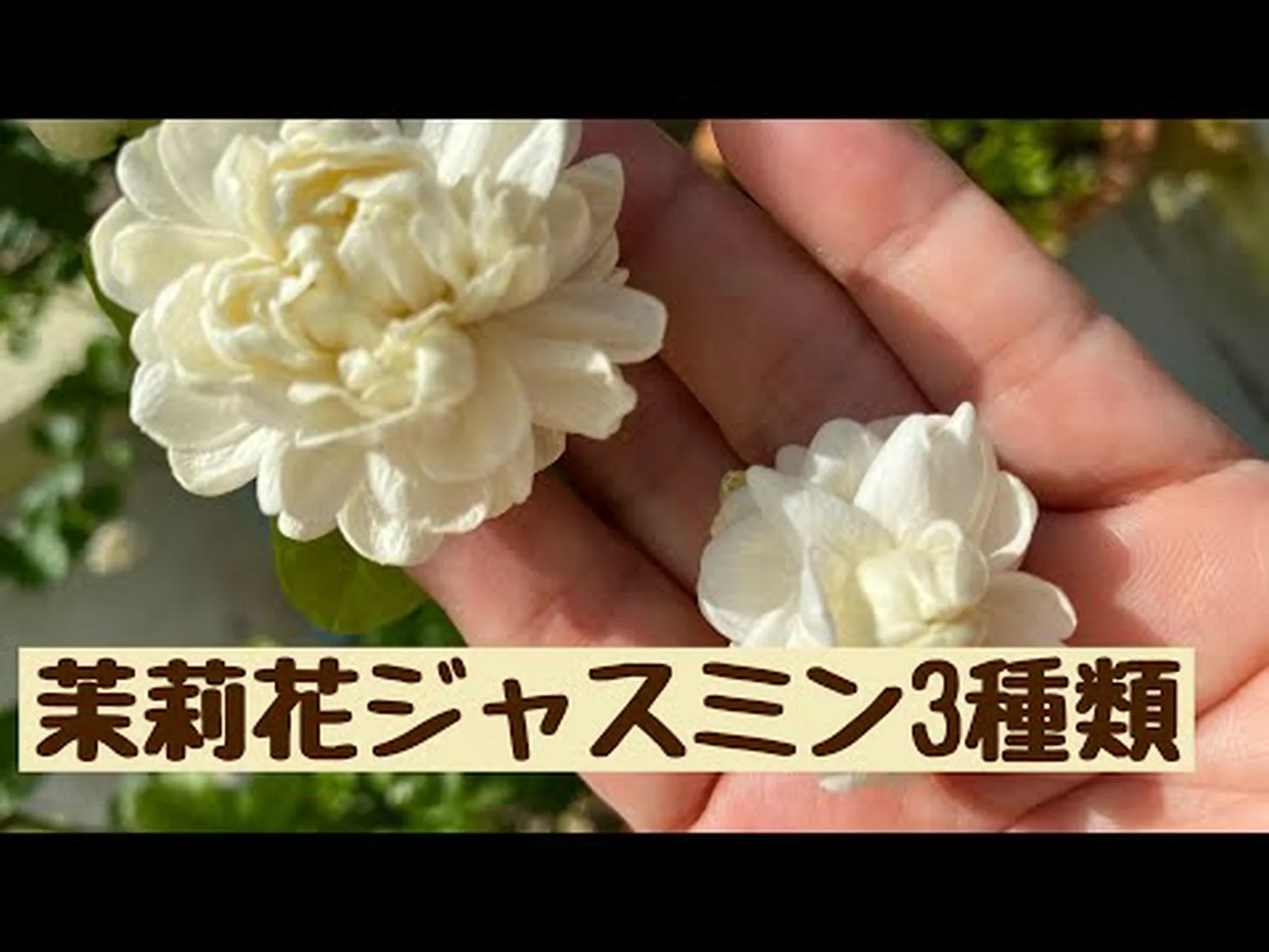 アラビアン ジャスミン、サンバック ジャスミン アラビアン ジャスミン、サンバック ジャスミン