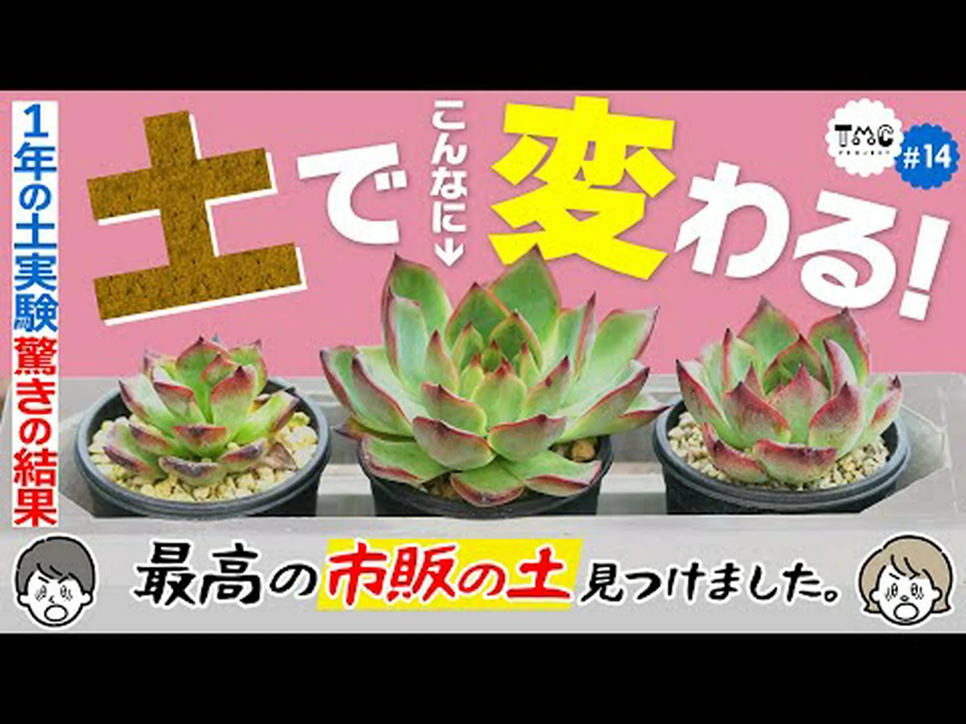 サボテンやその他の多肉植物の春の目覚め サボテンやその他の多肉植物の春の目覚め