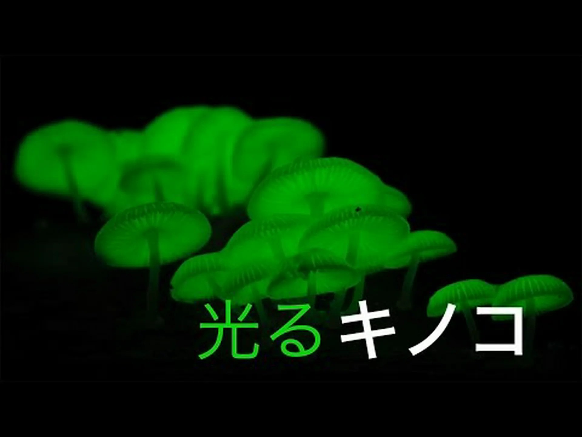 生物発光キノコ 生物発光キノコ