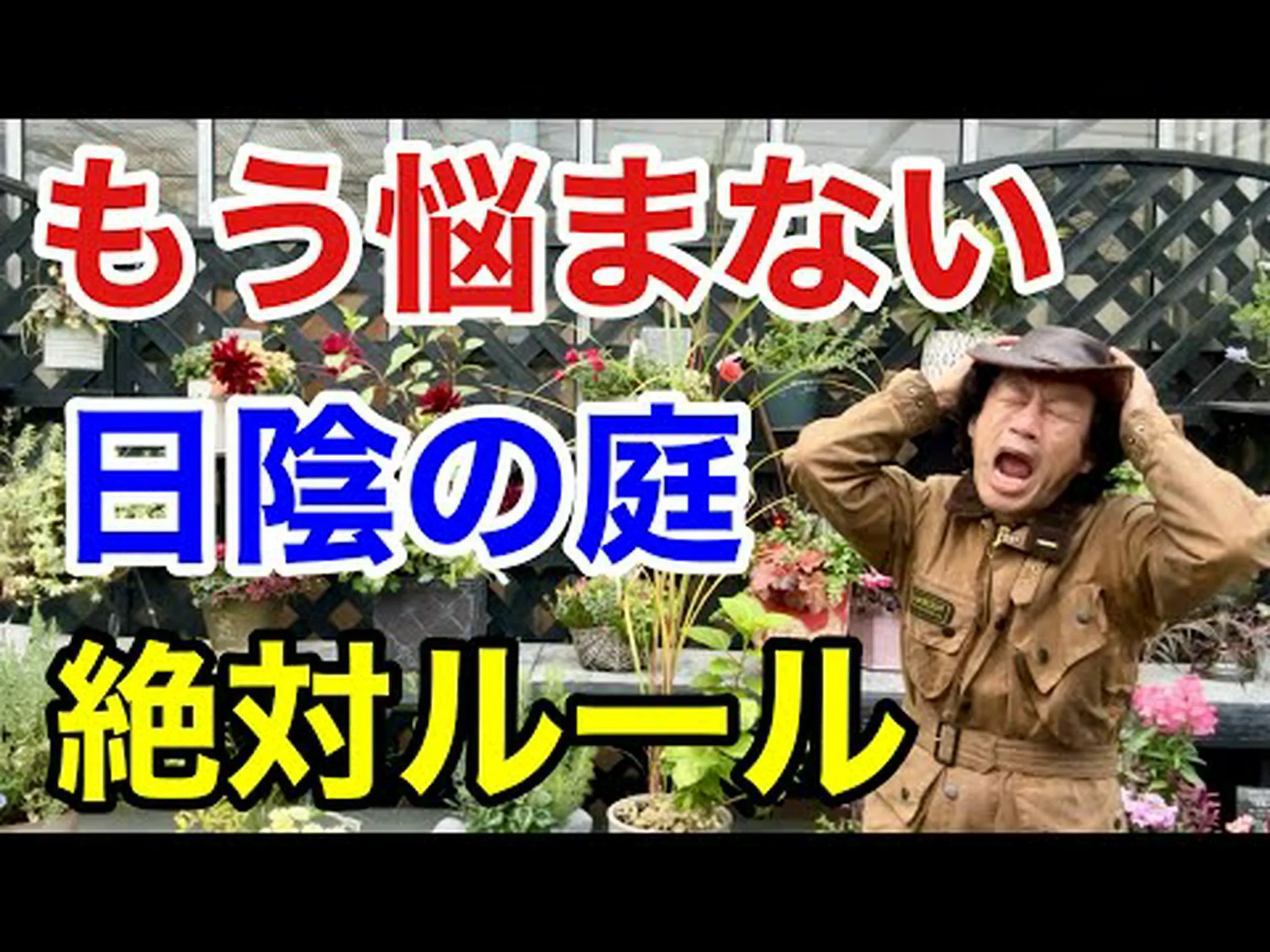 Polyscias、日陰および屋内用の低木 Polyscias、日陰および屋内用の低木