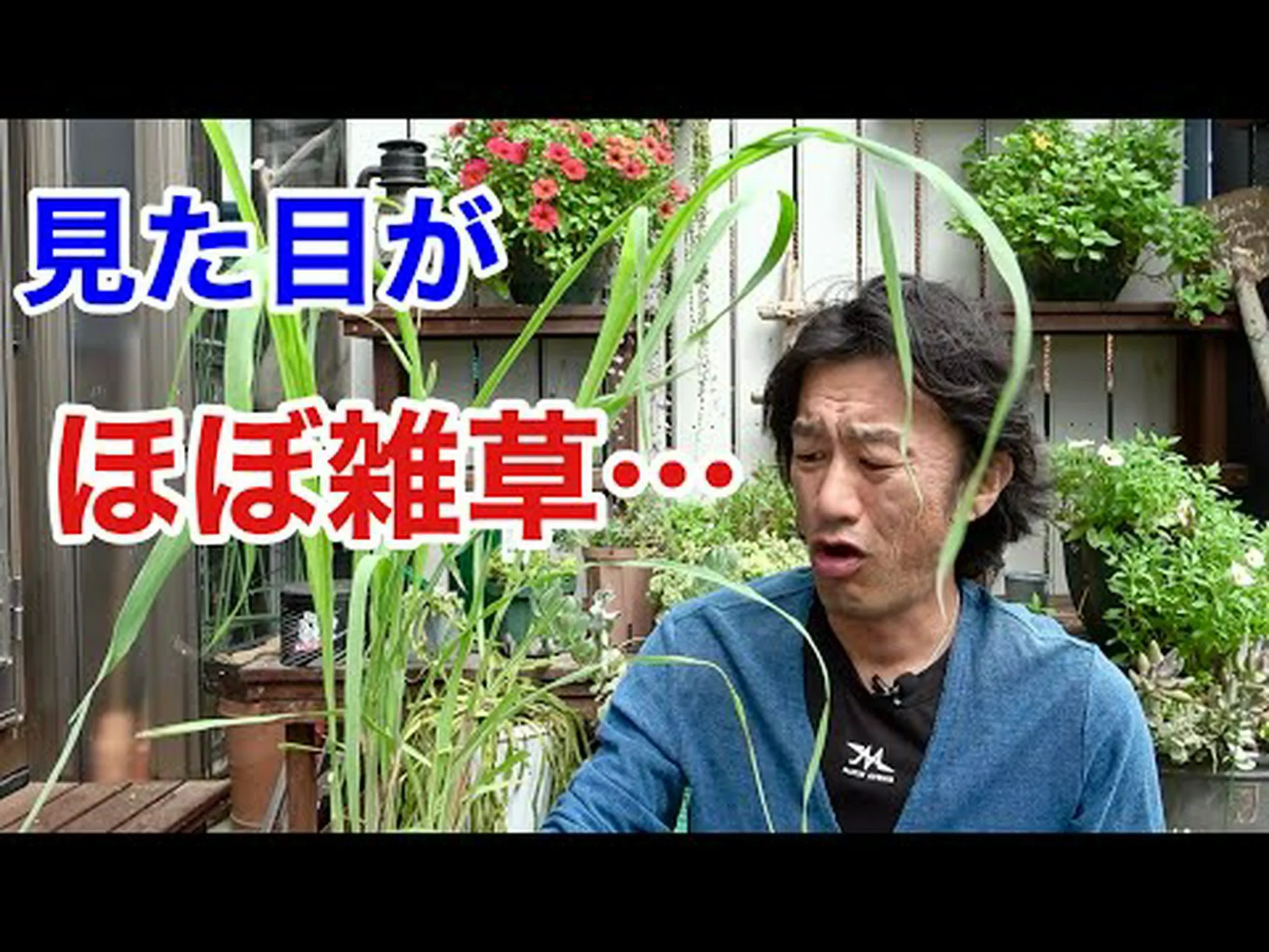 翡翠の木 翡翠の木