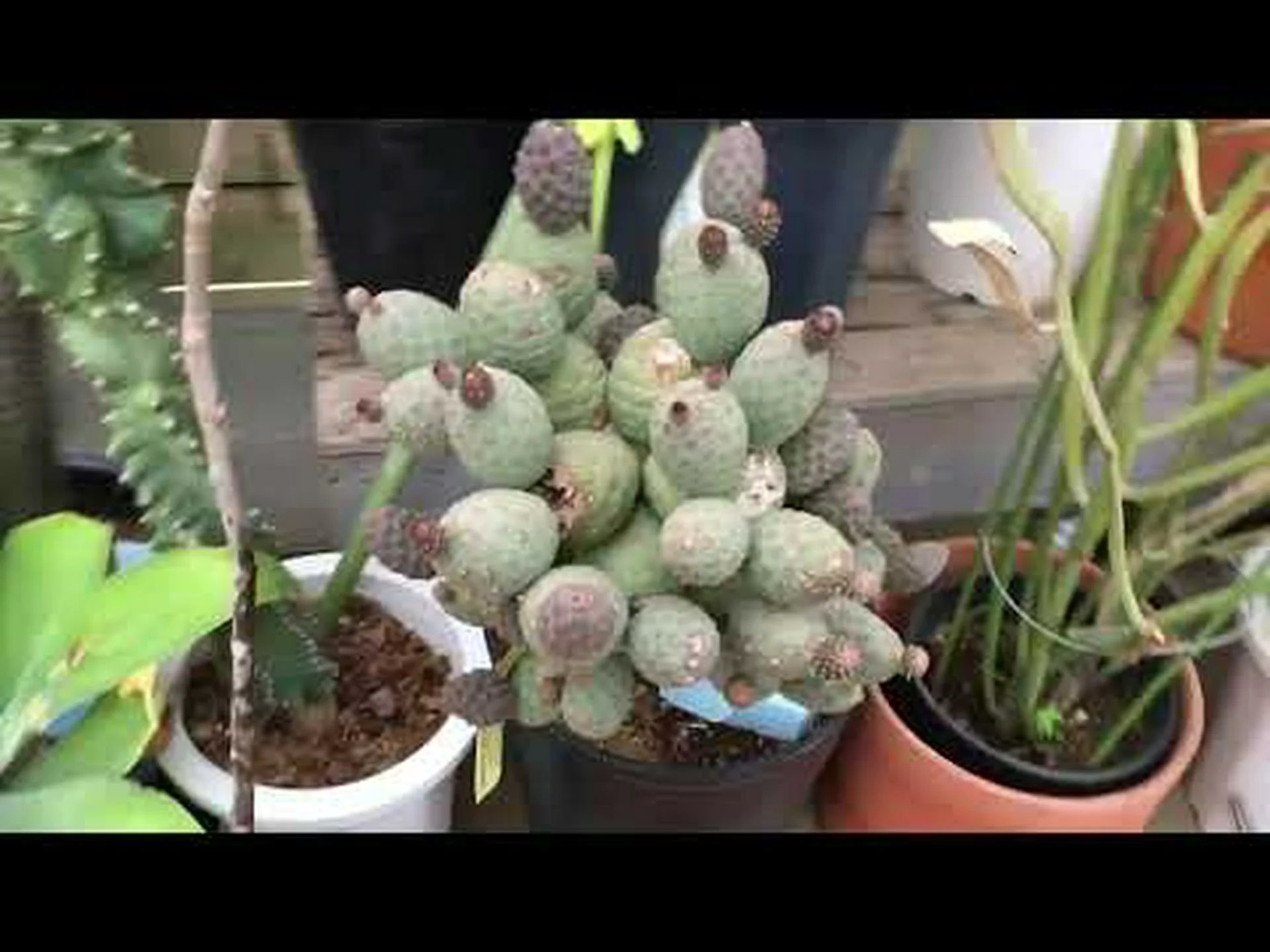 幾何学的なテフロカクタス、幾何学的なウチワサボテン 幾何学的なテフロカクタス、幾何学的なウチワサボテン