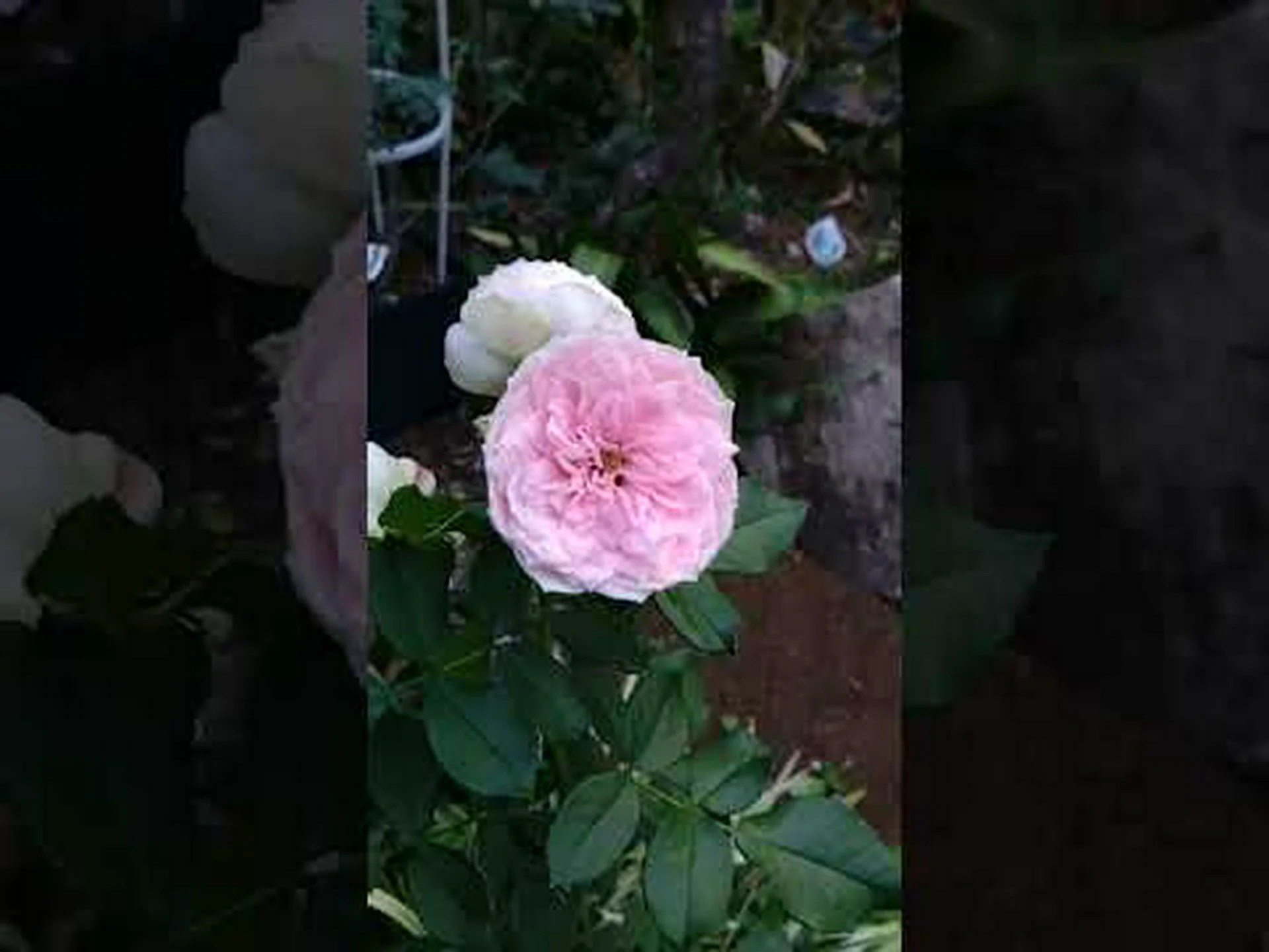 変化するチャイニーズローズ、バタフライローズ 変化するチャイニーズローズ、バタフライローズ