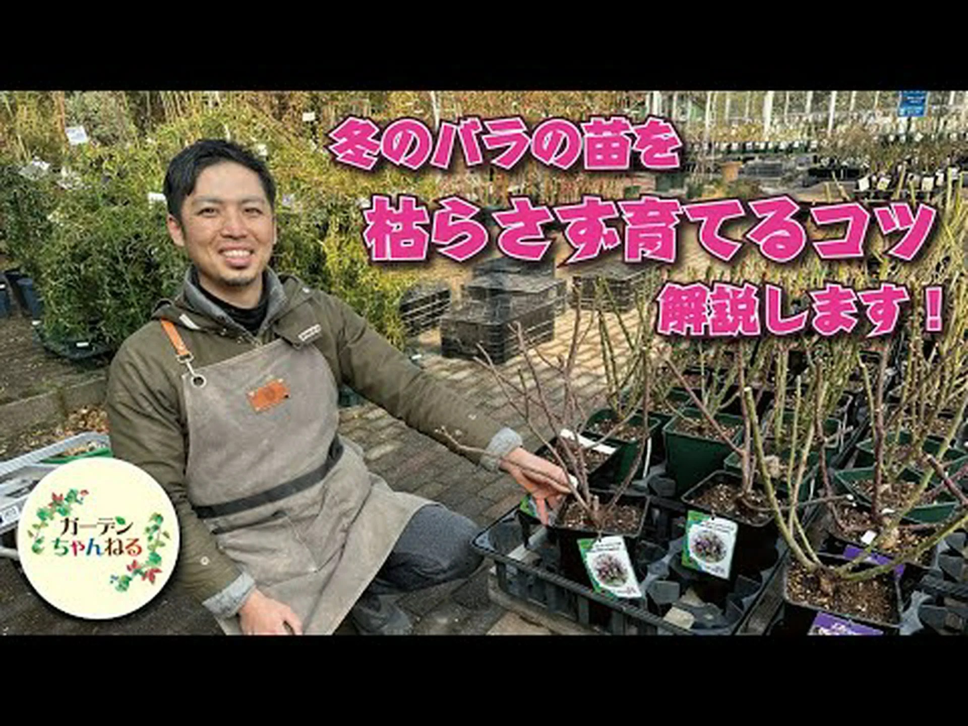 砂漠のバラの越冬に成功 砂漠のバラの越冬に成功