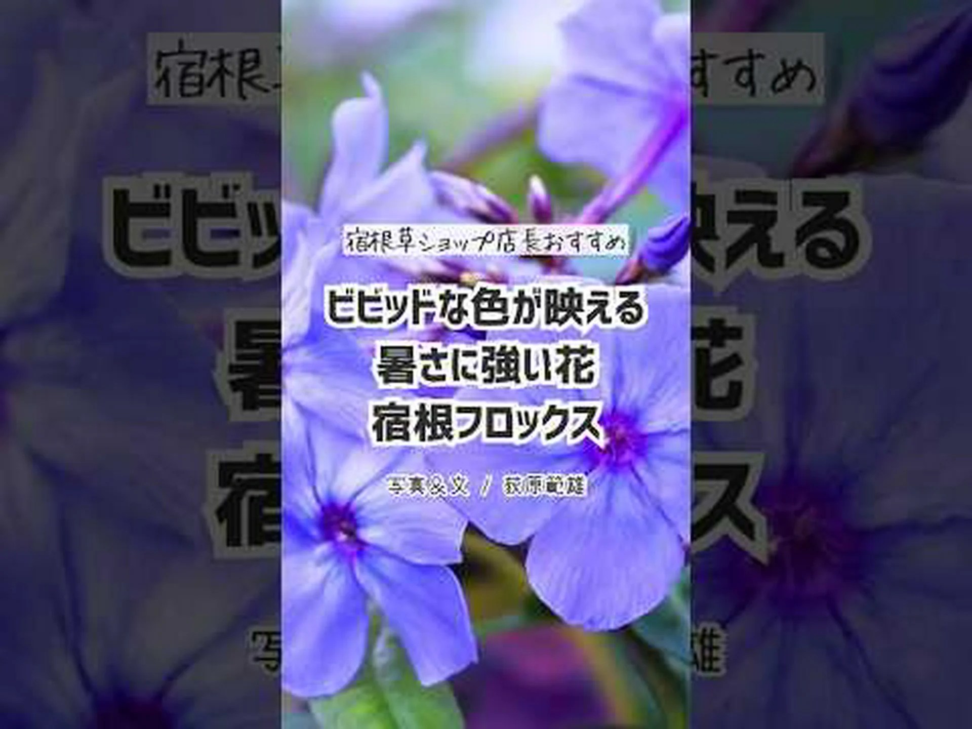 フロックス 春の夜明け フロックス 春の夜明け