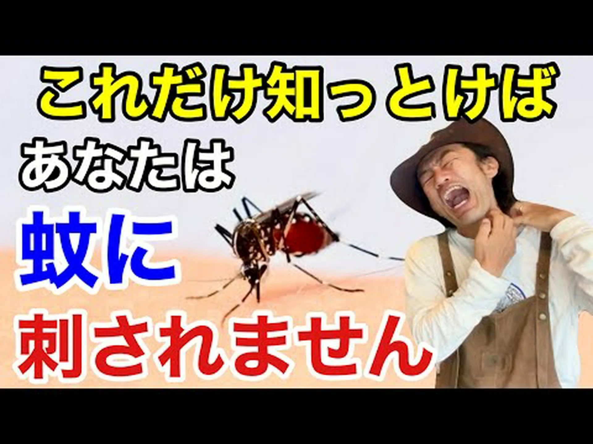 双翅目、ハエ、蚊 双翅目、ハエ、蚊