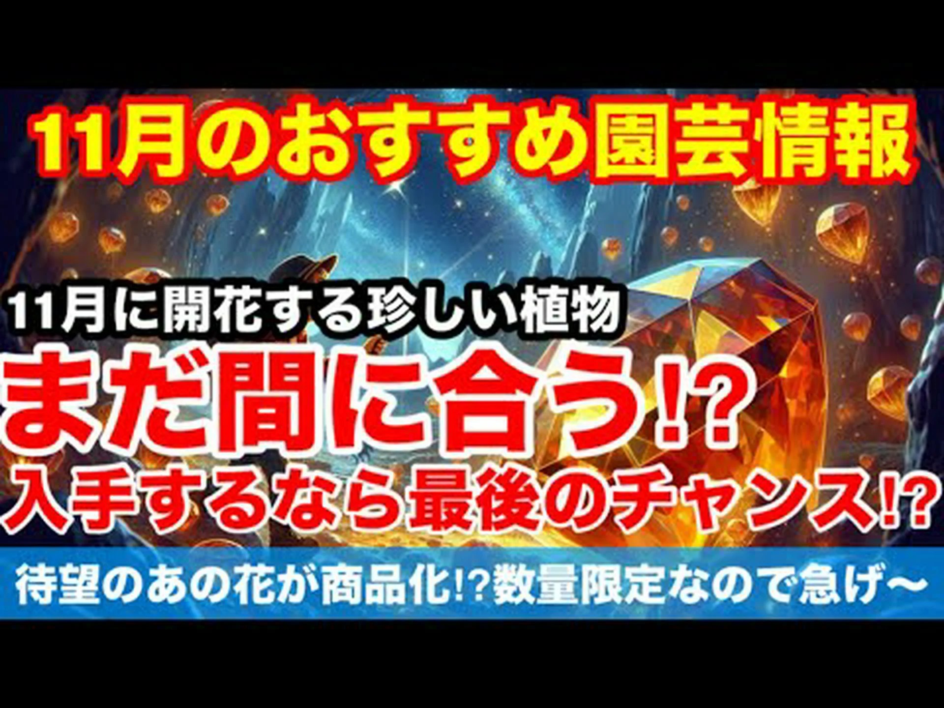 植物のチューリップ 植物のチューリップ